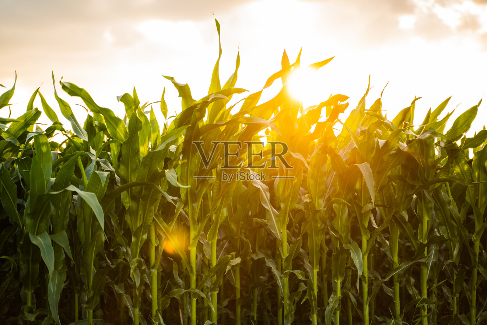 农业田地里的玉米植物。照片摄影图片