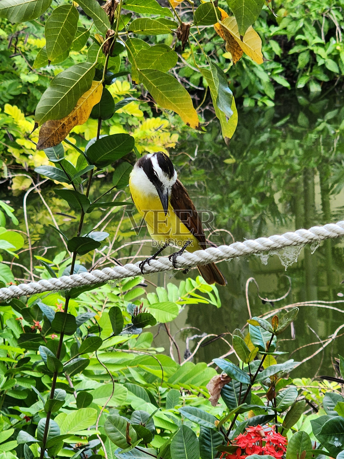 春天的到来照片摄影图片