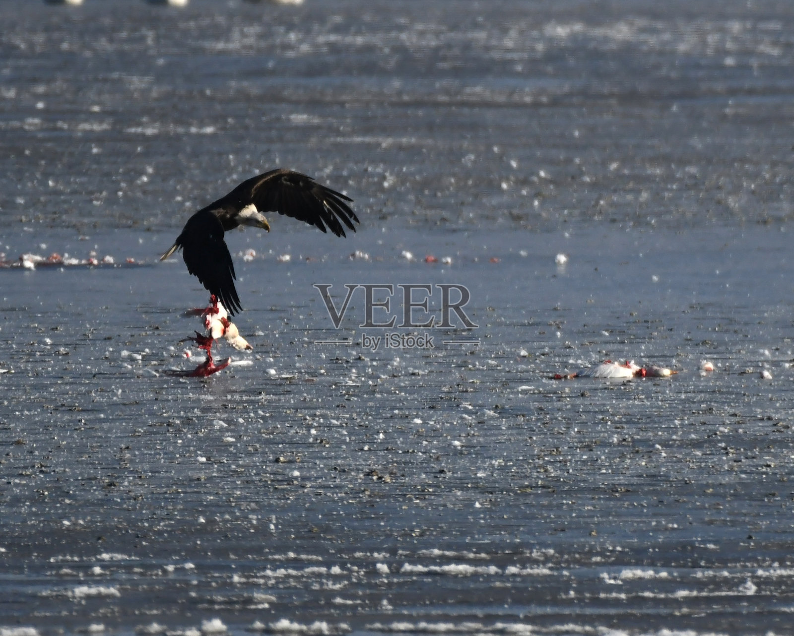 越过水面照片摄影图片