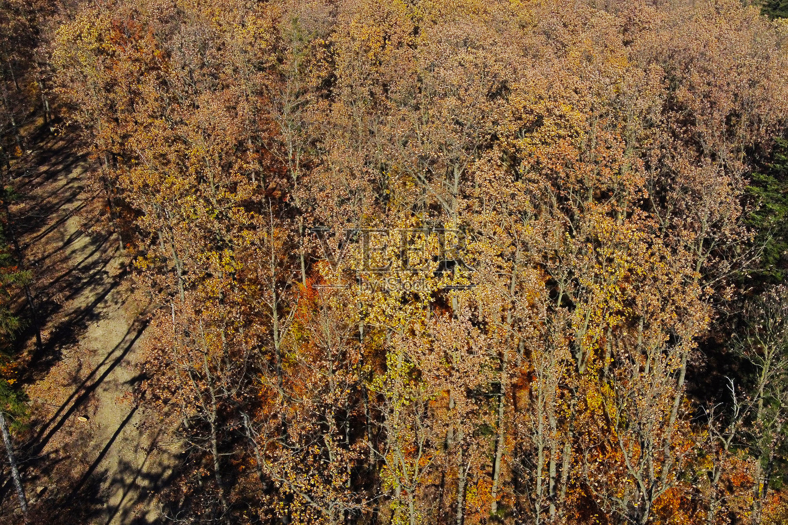 鸟瞰秋天的森林与阵列色彩缤纷的秋天树叶，理想的季节性设计和自然主题照片摄影图片