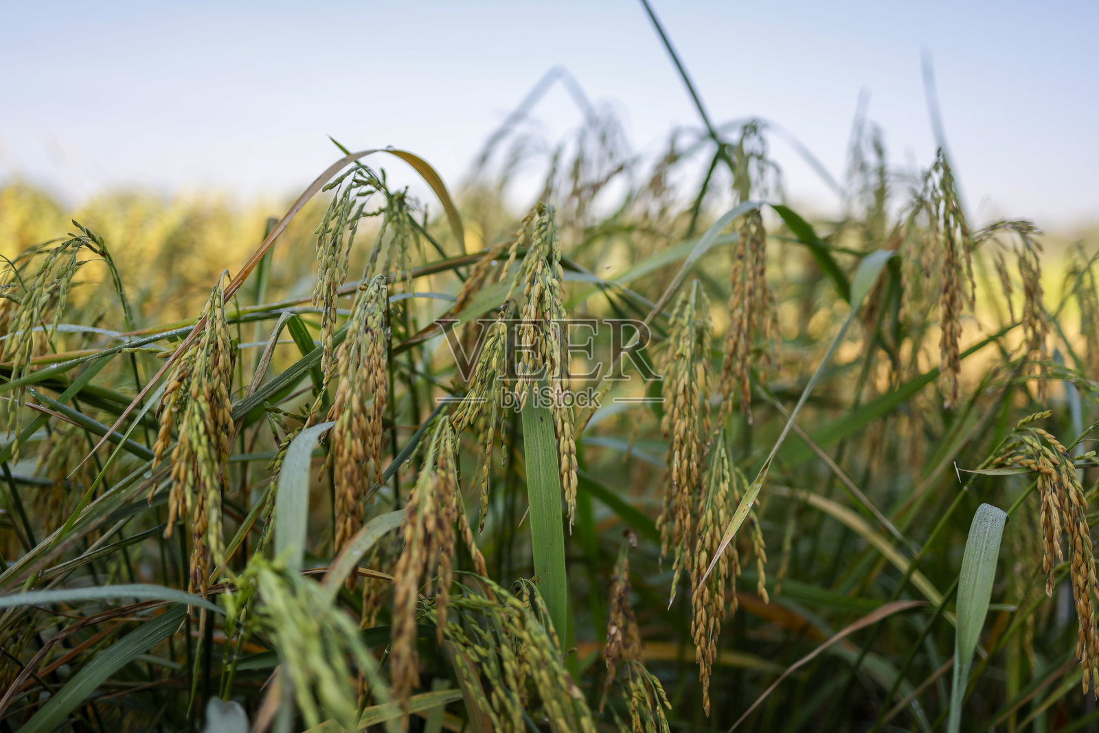 泰国农田里的成熟稻谷。照片摄影图片