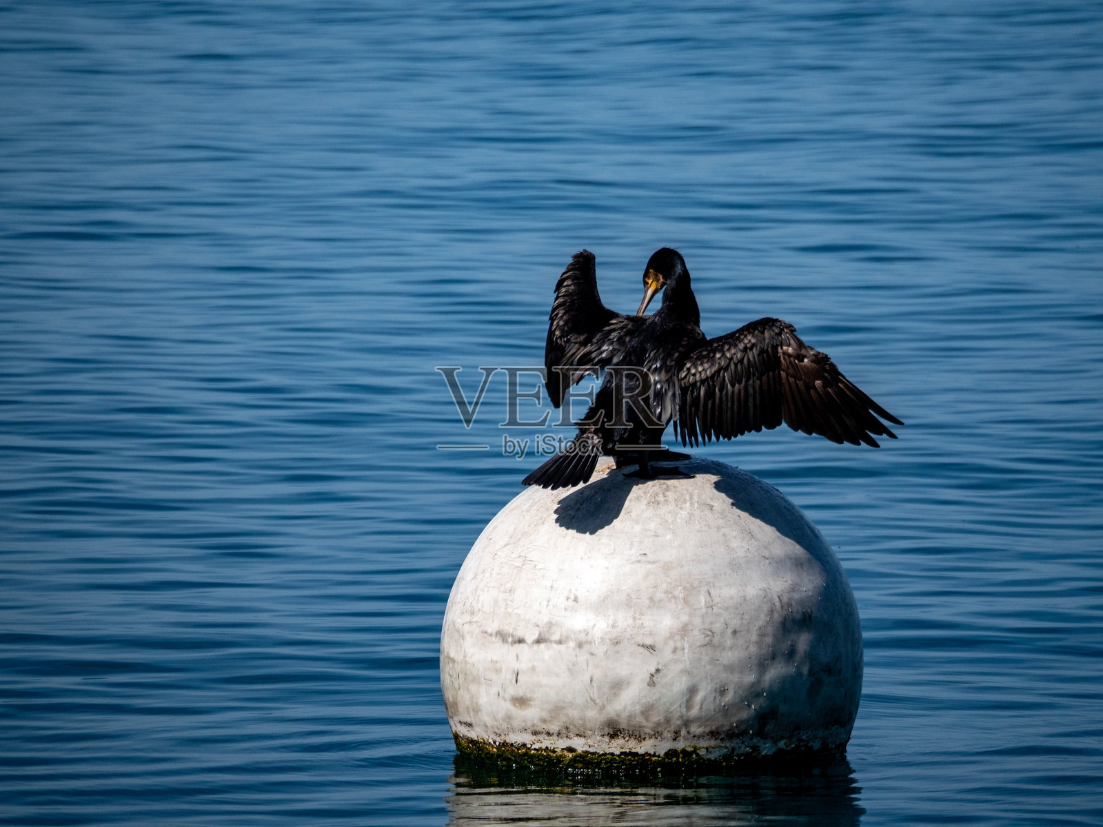 瑞士，蒙特勒。日内瓦湖，城市风景，风景画。照片摄影图片