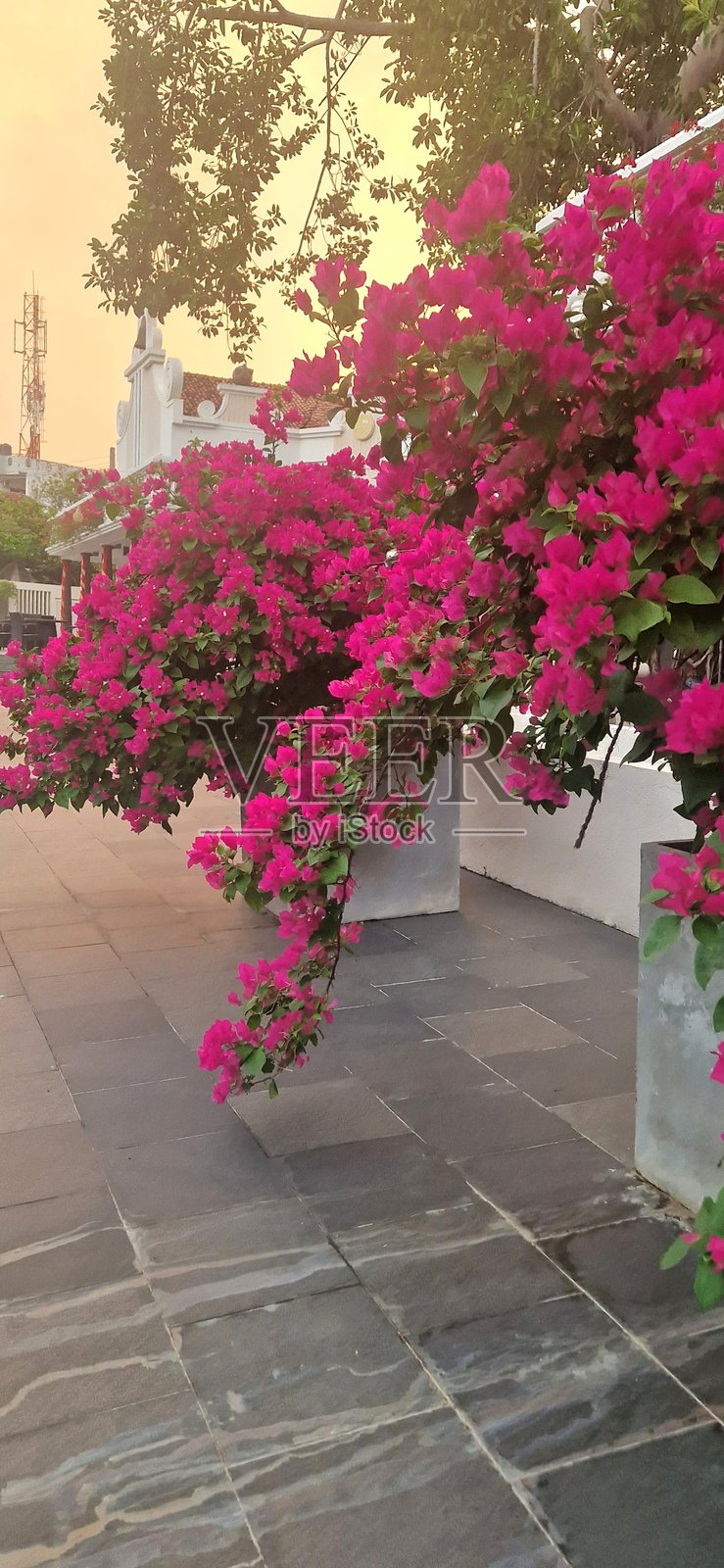 粉色的九重葛花照片摄影图片