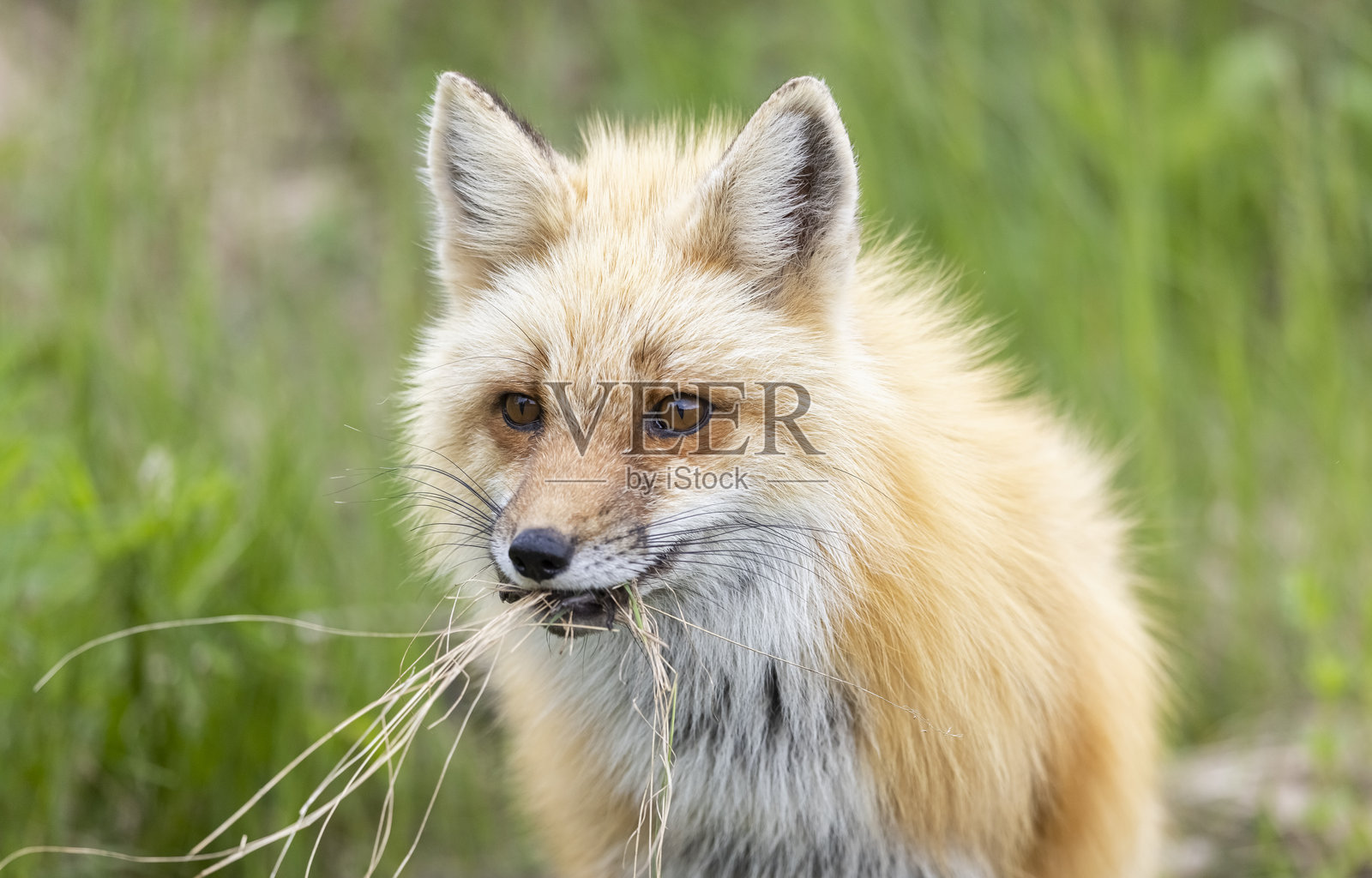 红狐照片摄影图片