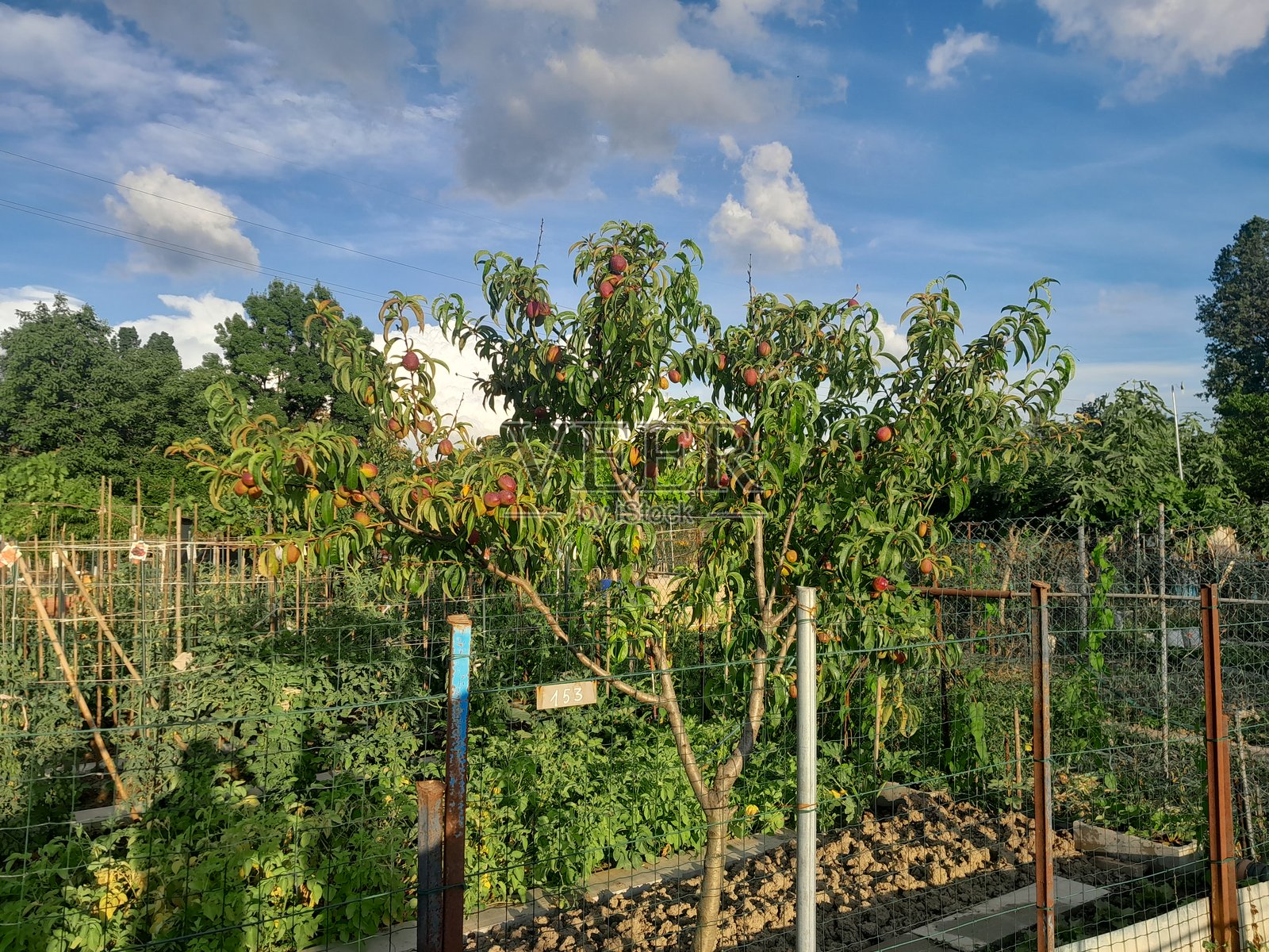 桃树上挂着桃子的植物，背景为蓝天。油桃热带水果。光滑皮肤的桃子品种。照片摄影图片