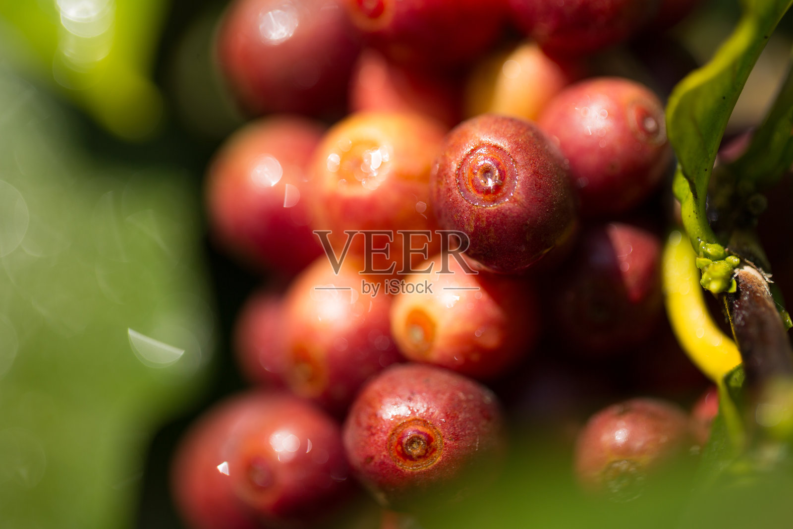 农民概念收获成熟的咖啡果实，罗布斯塔和阿拉比卡咖啡豆特写，新鲜的绿色叶子，采摘橙色作物，红色和黄色的生果，植物树木农场生长模糊背景，生态有机花园照片摄影图片