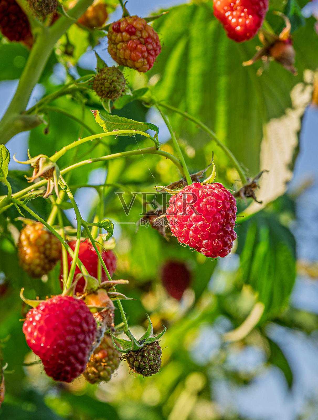 新鲜多汁的野生覆盆子挂在枝头照片摄影图片