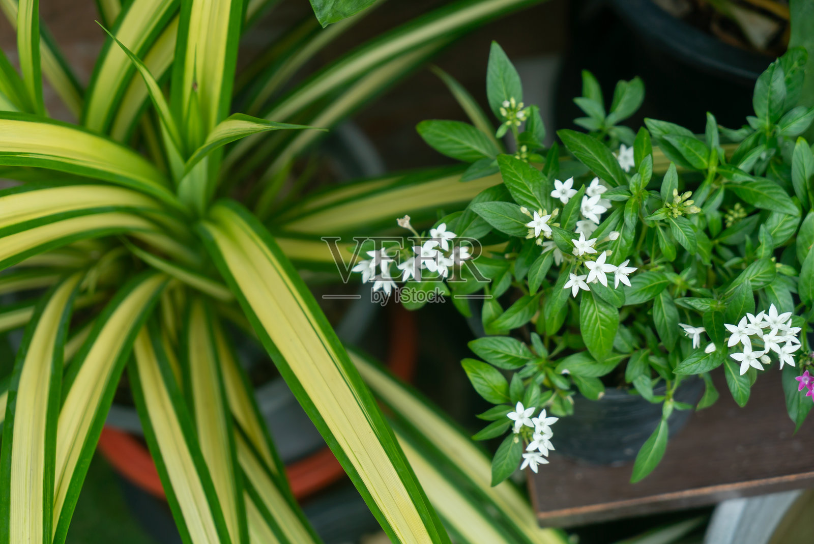 现代家居花园中的绿色植物设置照片摄影图片