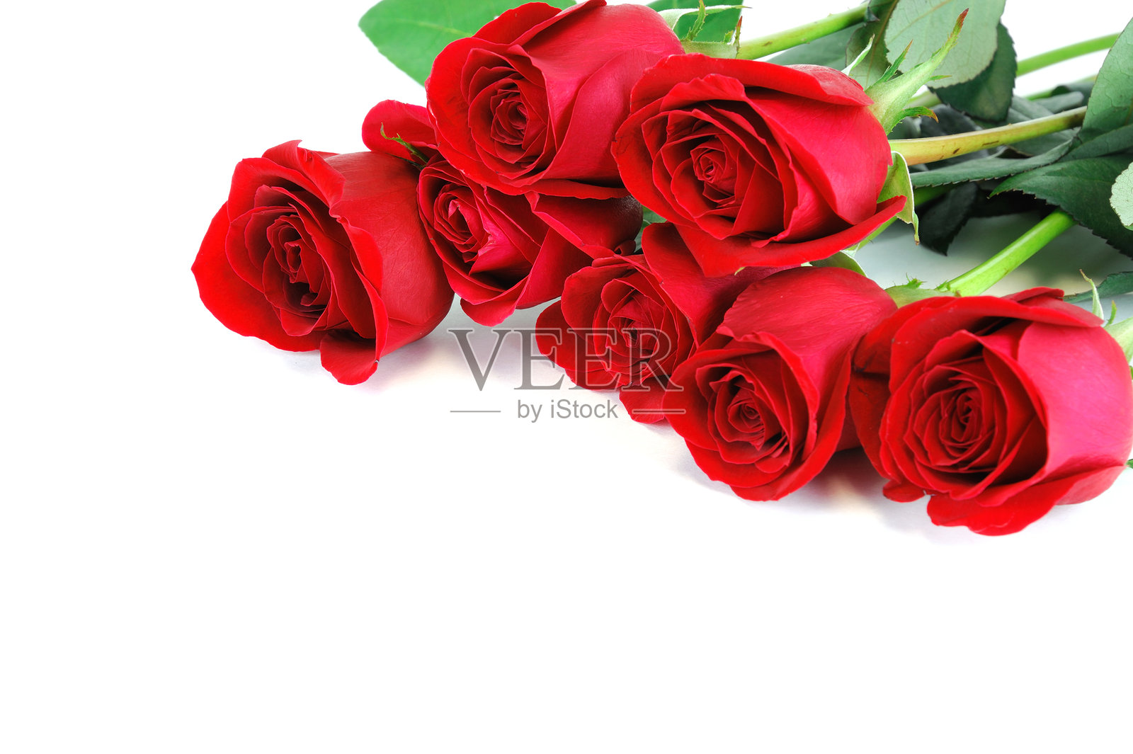 红玫瑰躺在白色背景上照片摄影图片