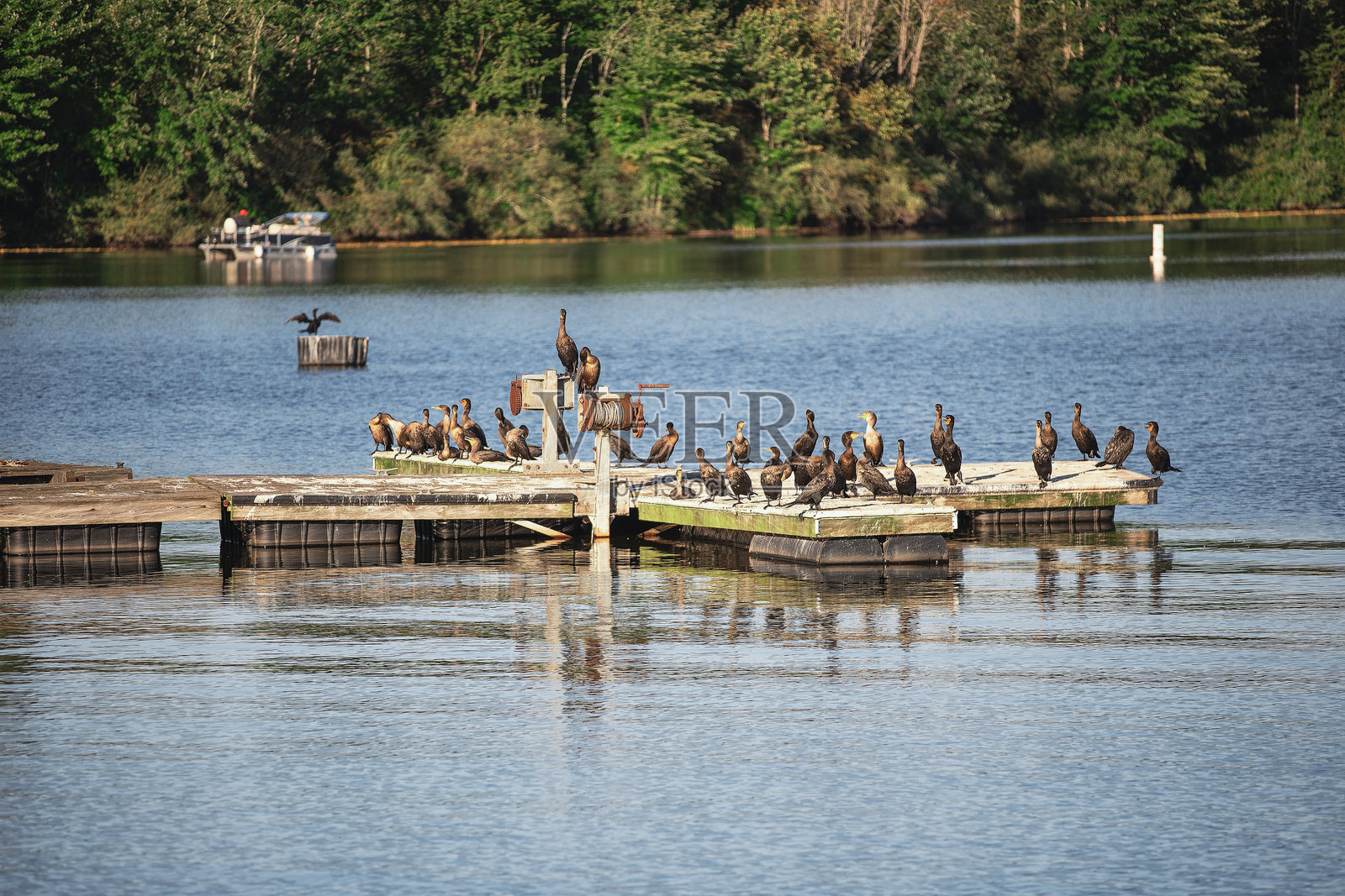 诺卡米克森州立公园的码头照片摄影图片