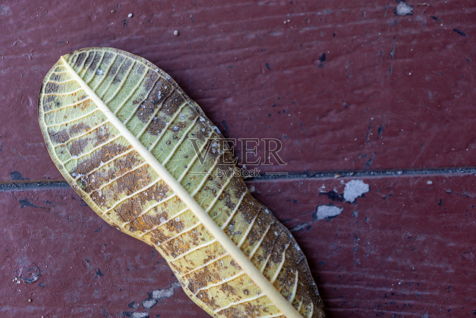 干叶子在有纹理的木质表面上照片摄影图片