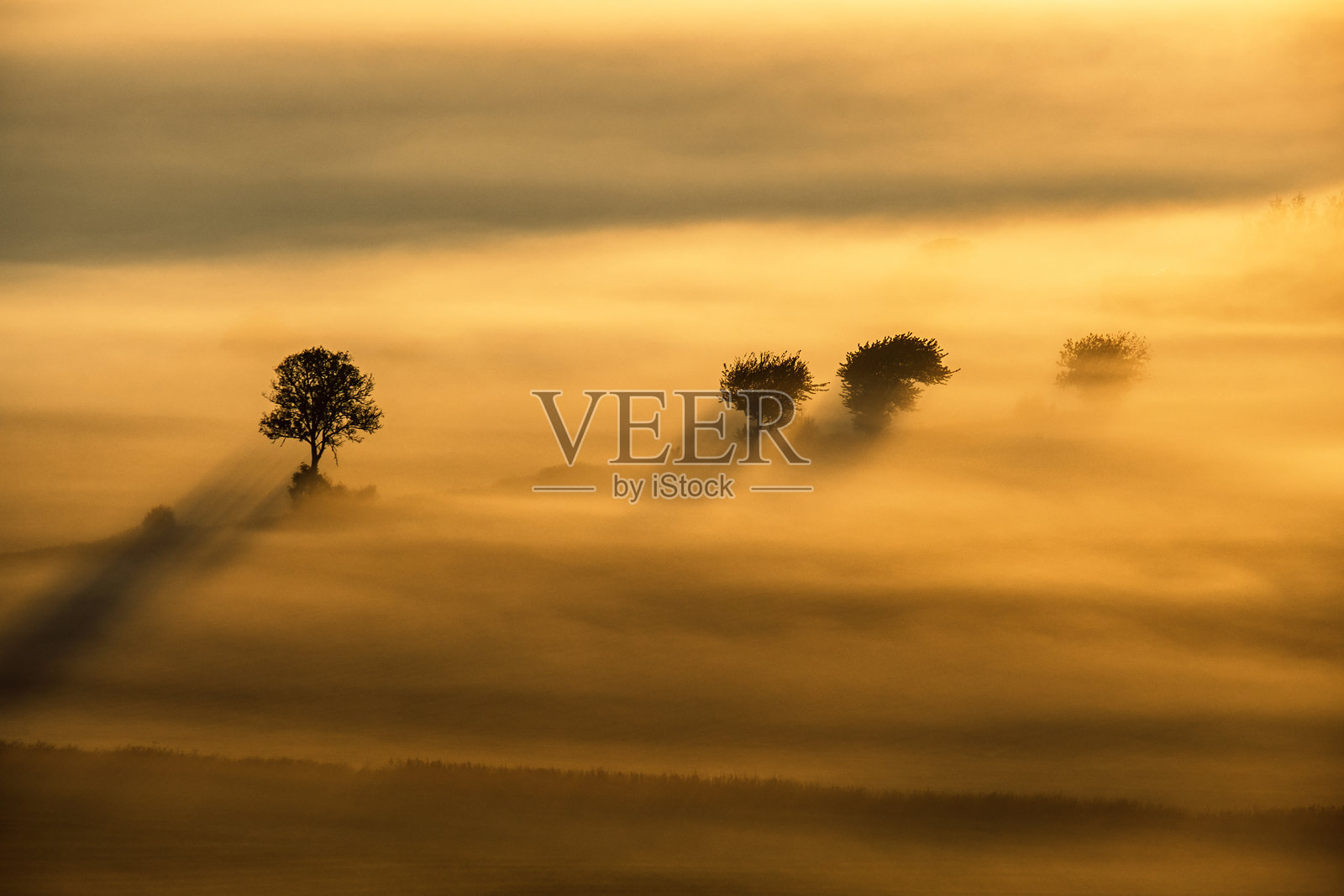 雾蒙蒙的早晨，树木轮廓的鸟瞰图照片摄影图片