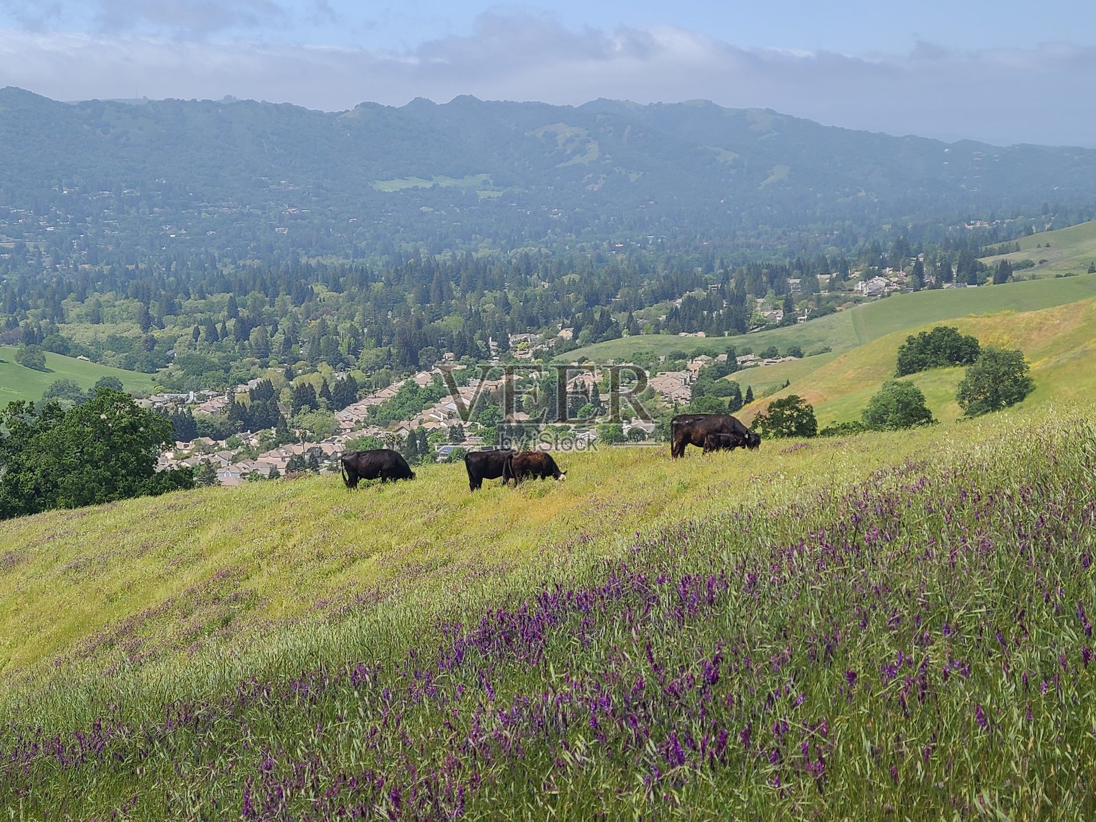 春天，牛群在加利福尼亚州旧金山周围的山丘上吃草。照片摄影图片