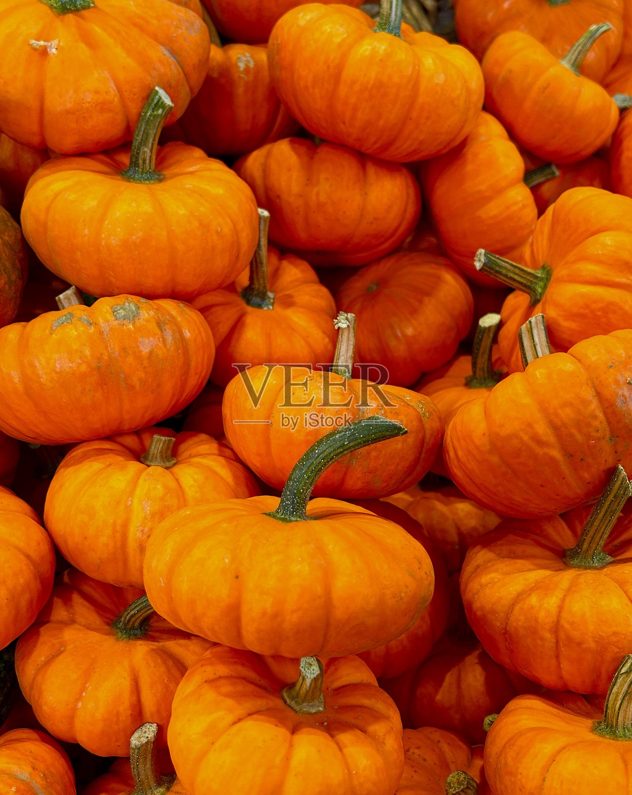 一堆迷你南瓜照片摄影图片