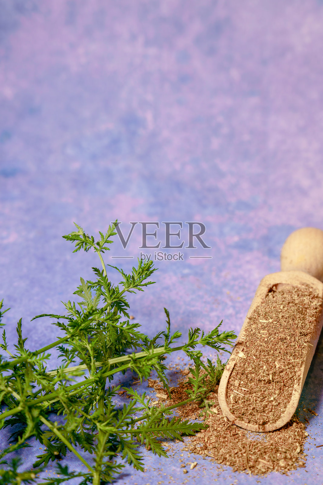干燥的青蒿植物与新鲜的嫩枝和木勺，背景为紫色照片摄影图片