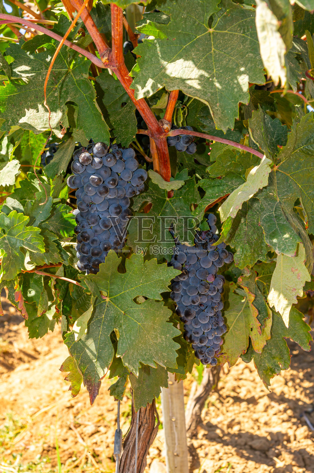 阳光下葡萄园中成熟紫葡萄的垂直细节照片摄影图片