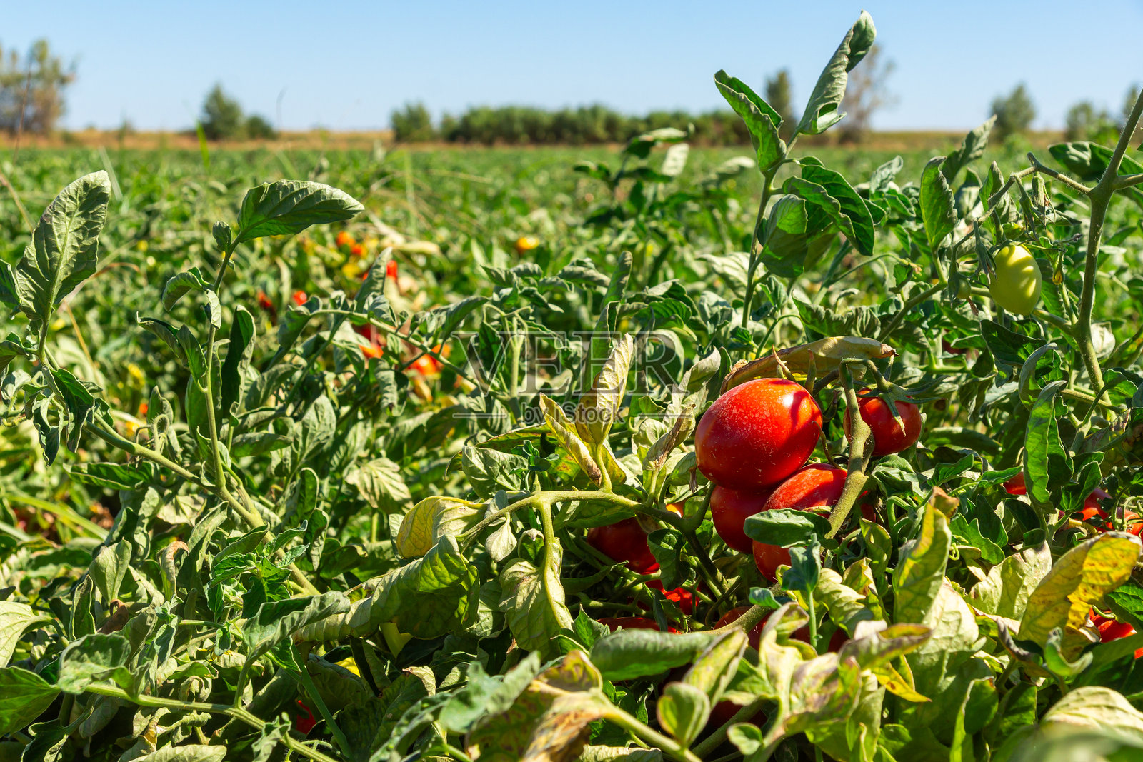 完美成熟：在阳光下滴落红色的梨形番茄。照片摄影图片