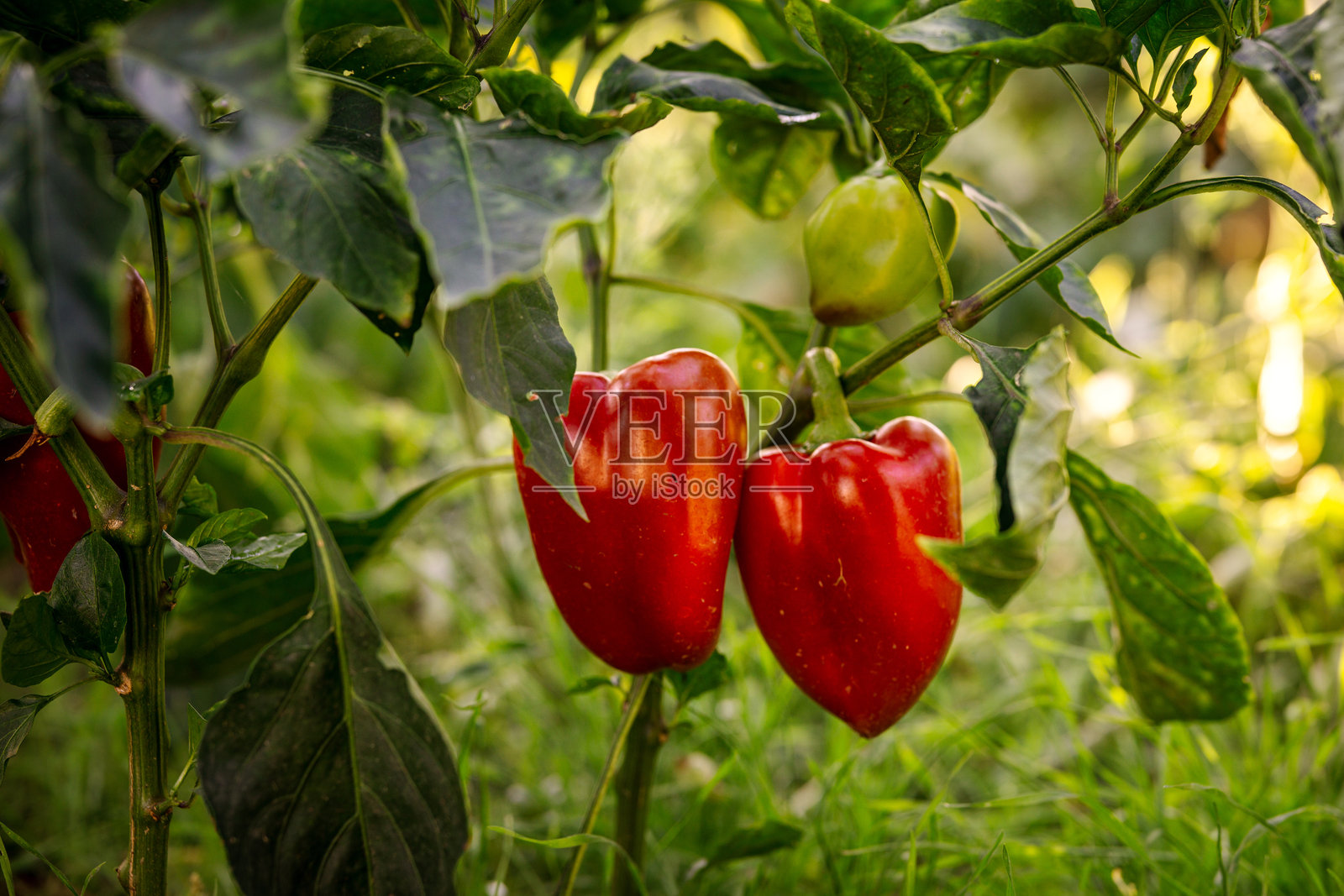 温馨的花园氛围，灌木上挂满成熟的红椒。照片摄影图片