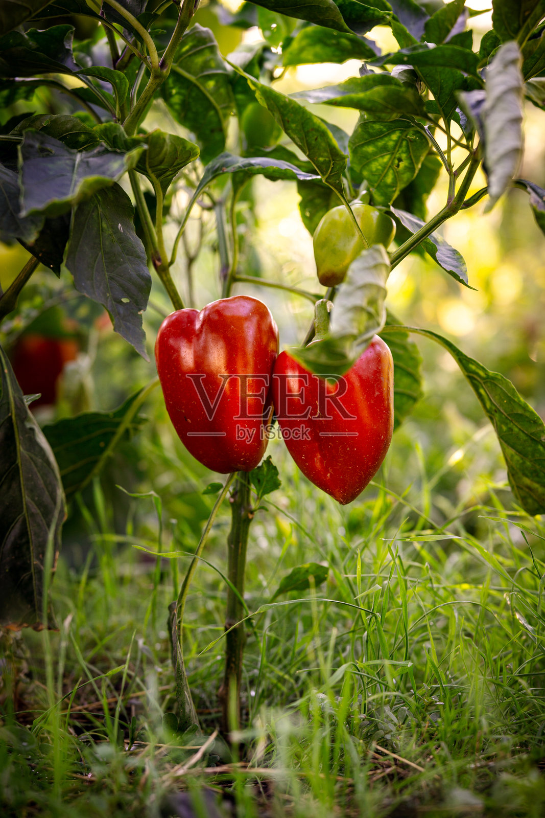 温馨的花园氛围，灌木上挂满成熟的红辣椒。照片摄影图片