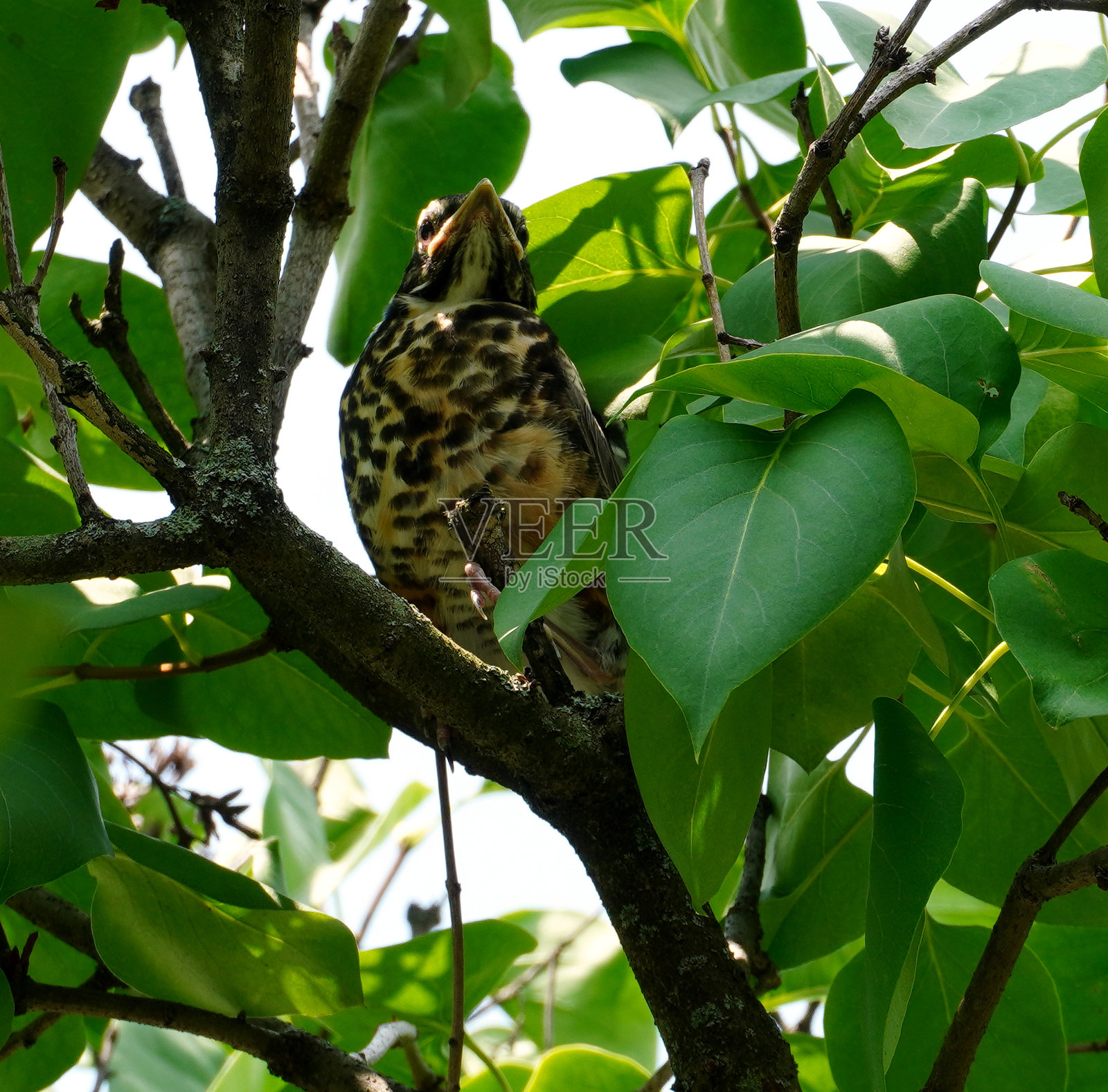 知更鸟雏鸟照片摄影图片