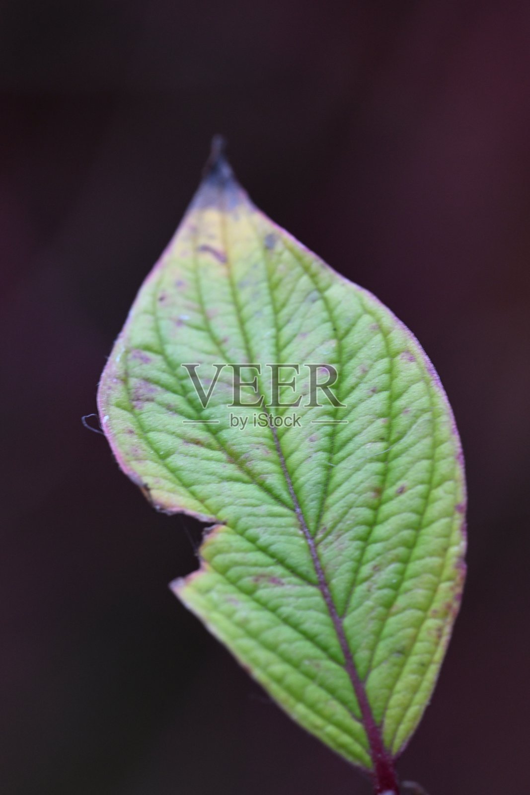 山茱萸叶照片摄影图片