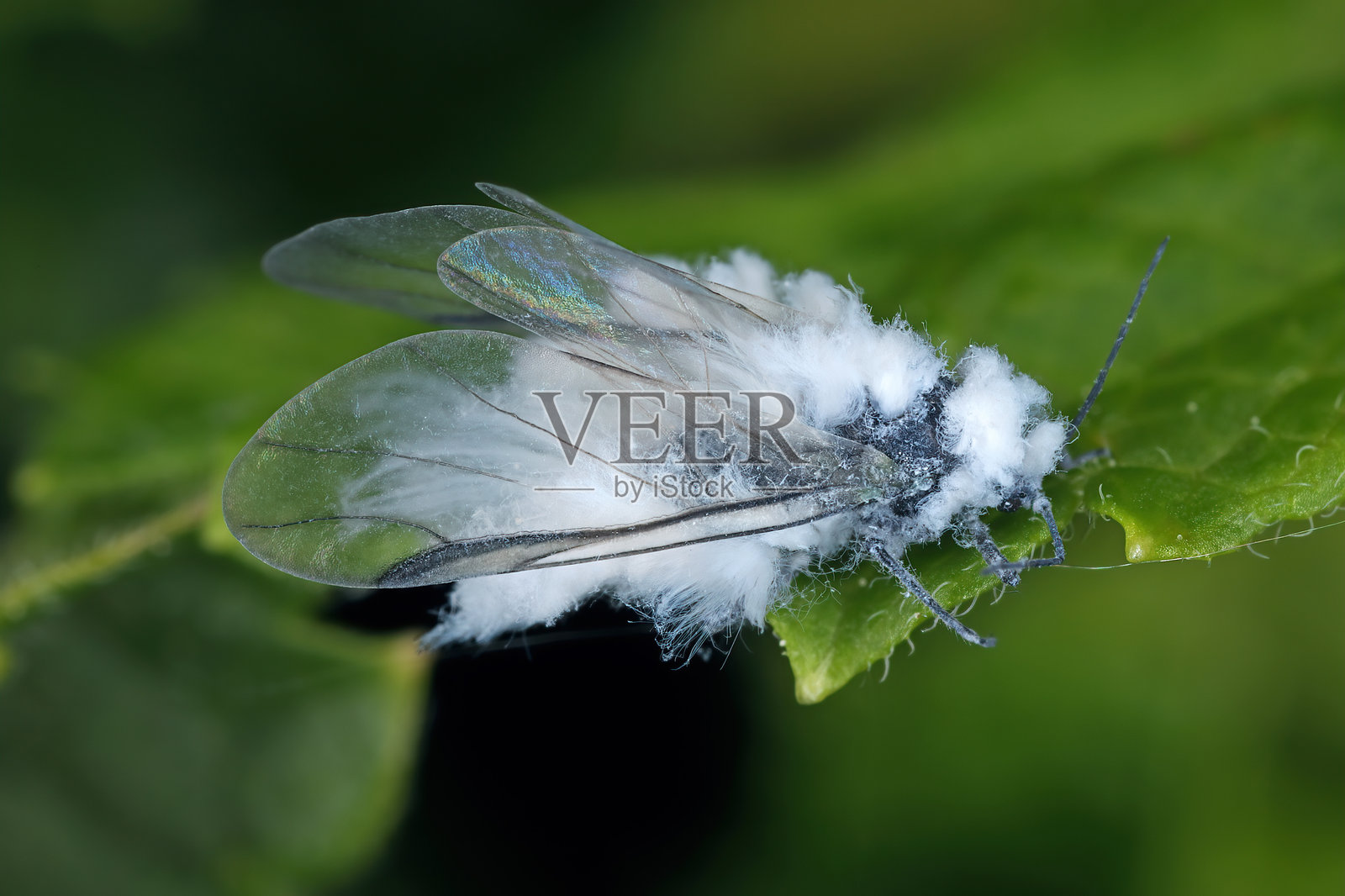 毛茸茸的山毛榉蚜虫，学名Phyllaphis fagi。是欧洲山毛榉森林、公园和花园中的严重害虫。它是一种有翅膀的迁徙个体。照片摄影图片