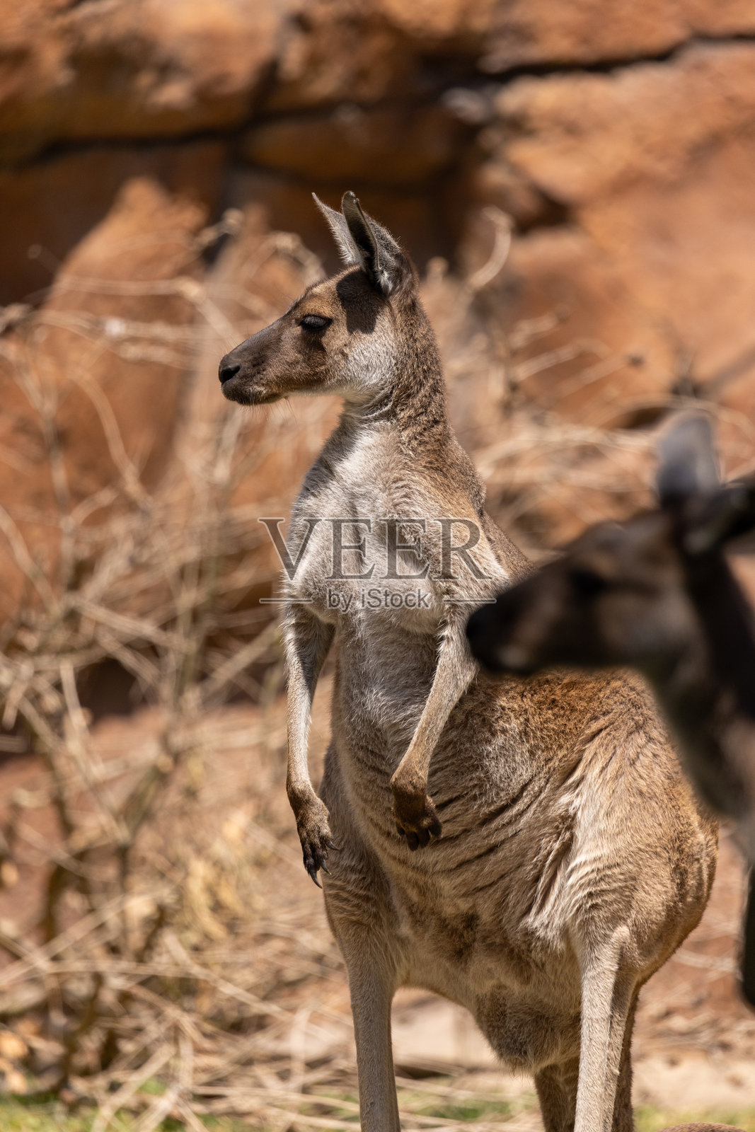 东部灰袋鼠照片摄影图片