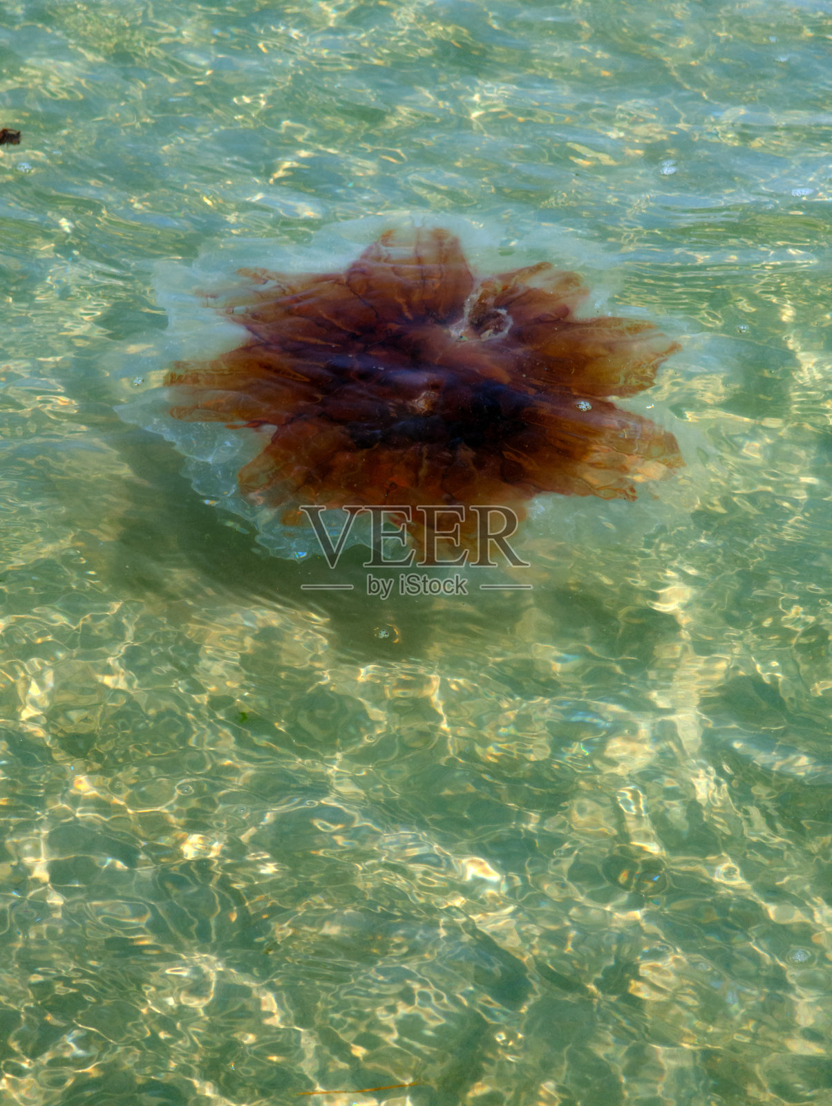 狮鬃水母在海洋中漂浮照片摄影图片