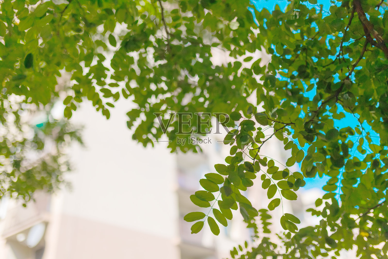 阳光照耀下的绿色树叶，背景是明亮的蓝天，自然的夏季叶片图案，环保理念，新鲜的季节性自然背景照片摄影图片