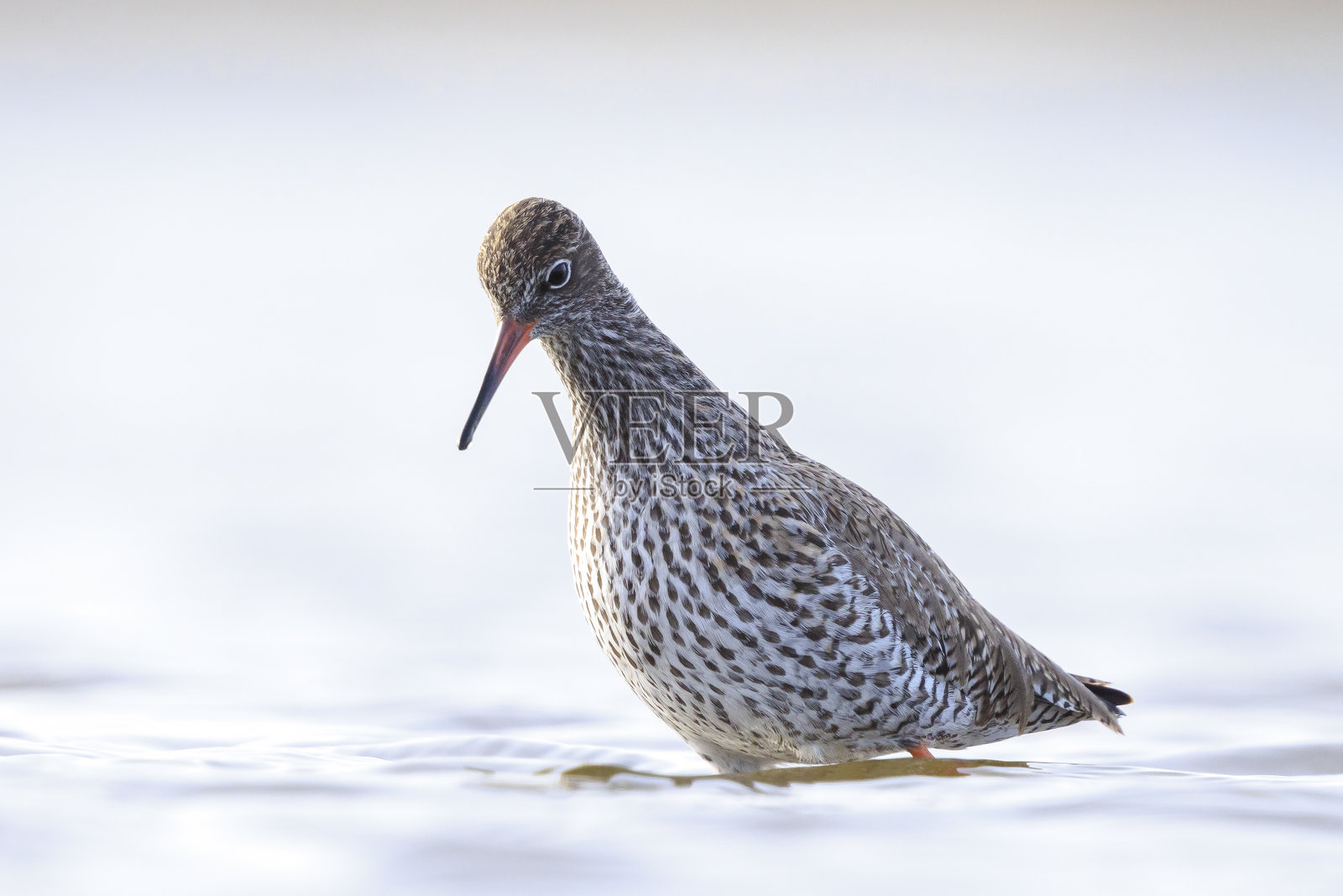 普通红腿鹬，趾鹬，涉水鸟照片摄影图片