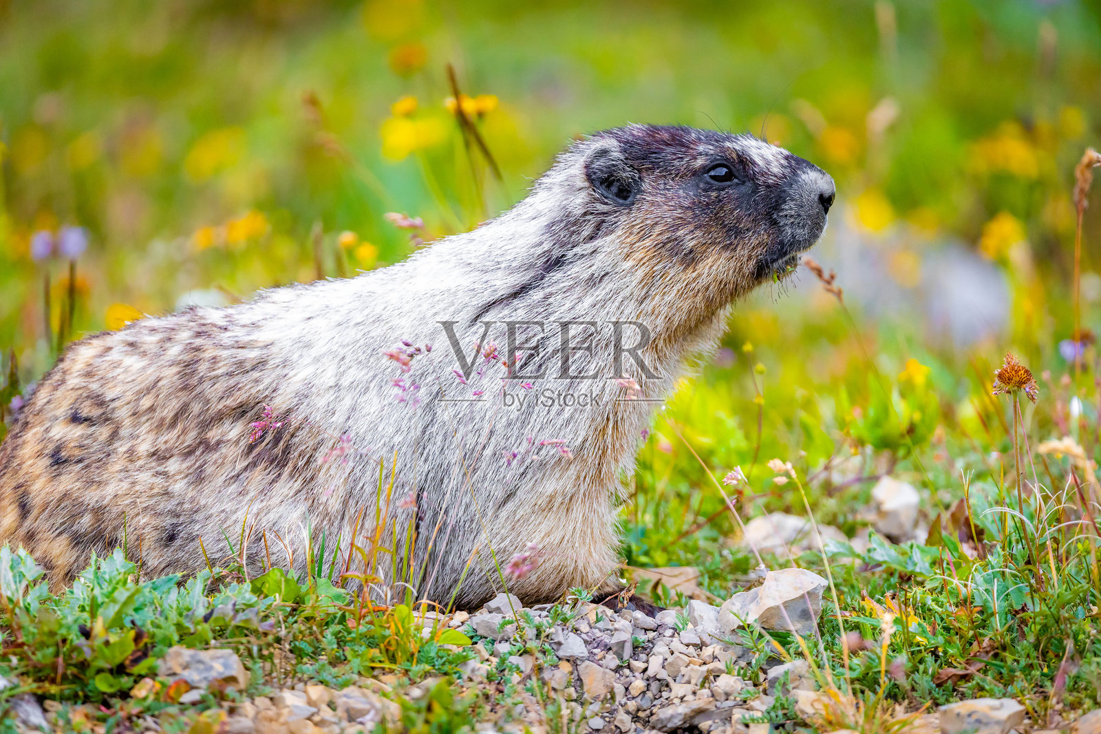 可爱的白头土拨鼠肖像，背景是冰川国家公园的花朵。照片摄影图片