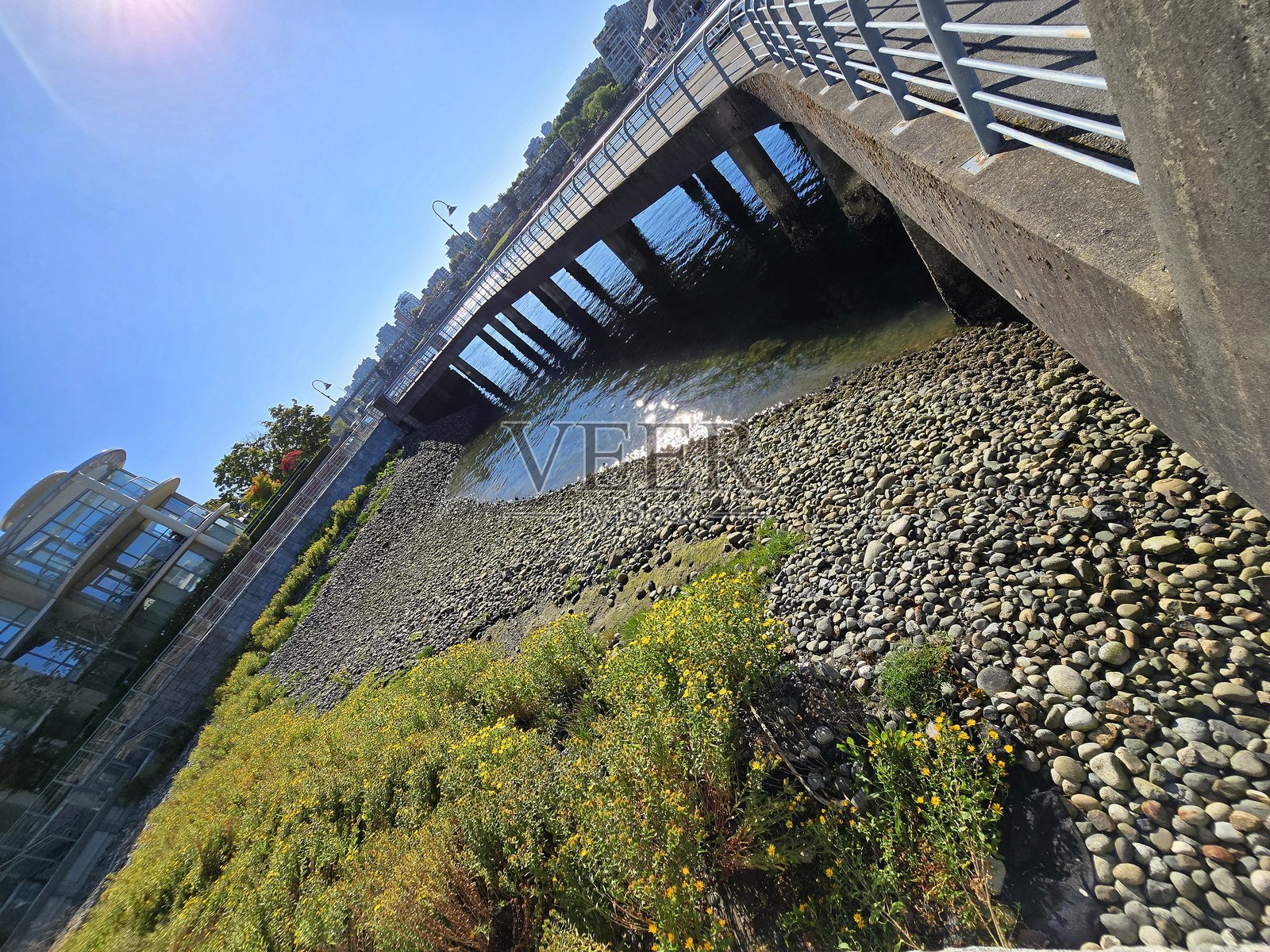 2025年8月，温哥华耶尔镇海滨步道绿道旁的植物景观。照片摄影图片