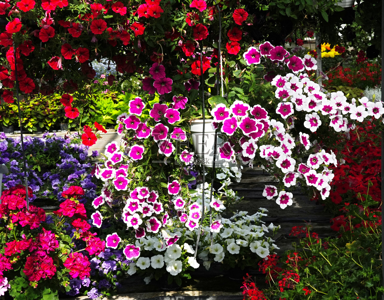 各种牵牛花和冲浪花的鲜艳花朵特写。照片摄影图片