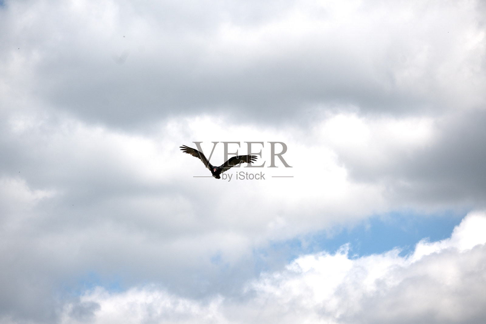 火鸡秃鹰照片摄影图片