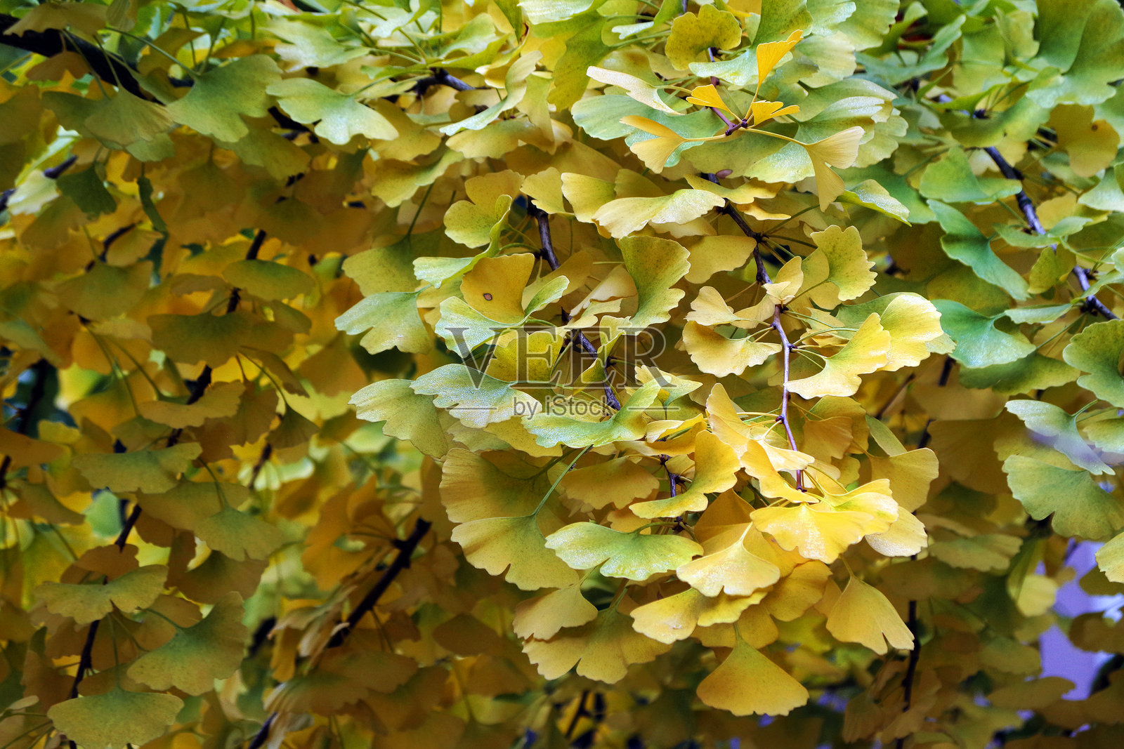 秋天树枝上的黄色银杏叶照片摄影图片