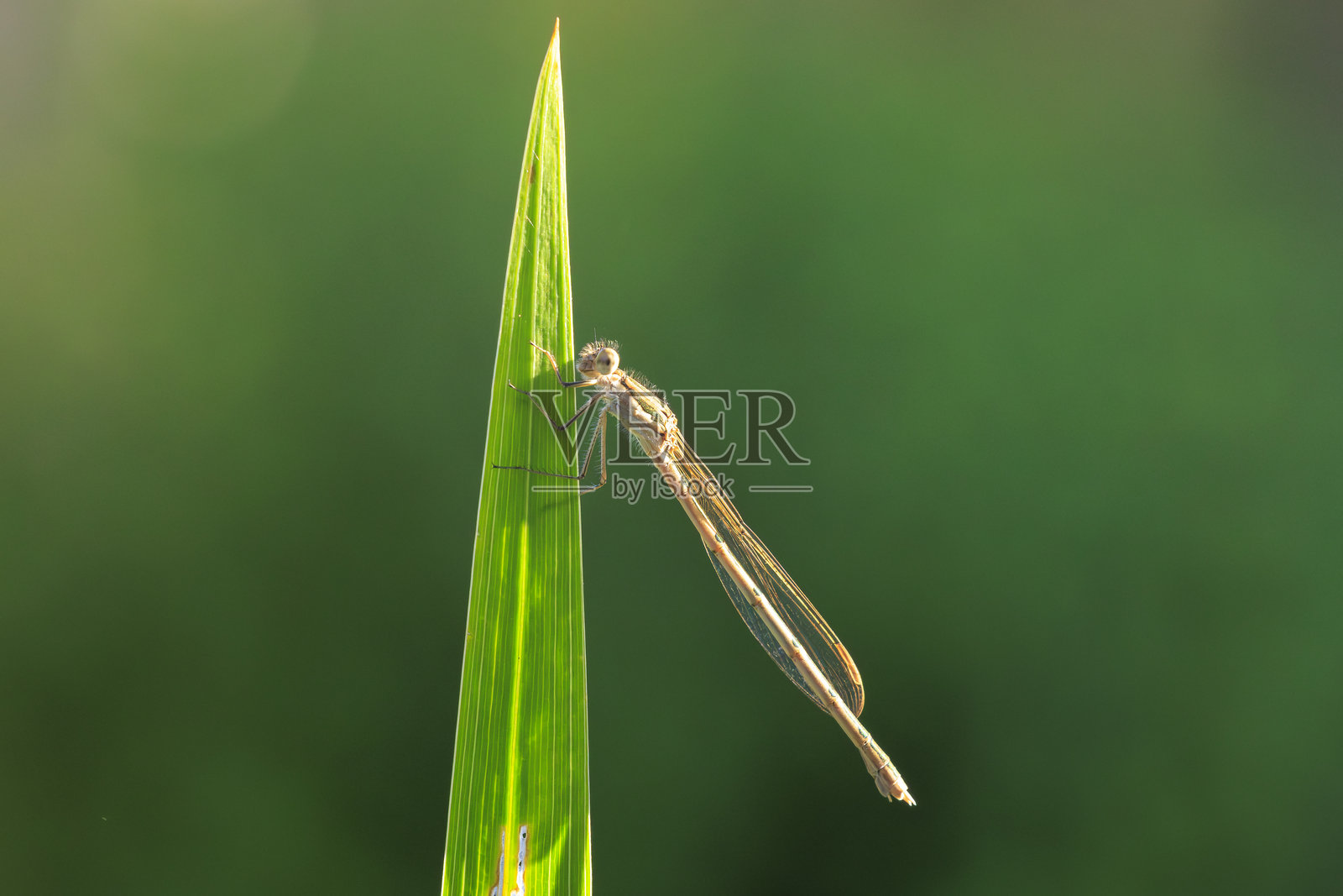 常见冬季豆娘，Sympecma fusca，照片摄影图片