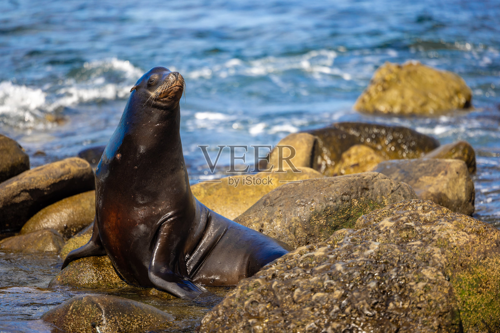 海狮在岩石上照片摄影图片