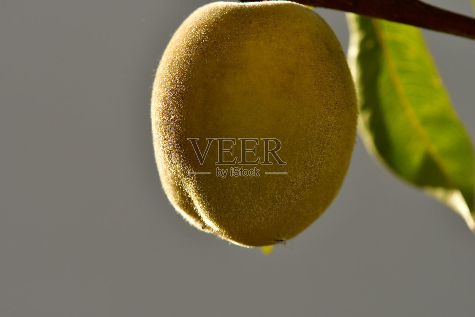 晨曦中的桃树与果实照片摄影图片