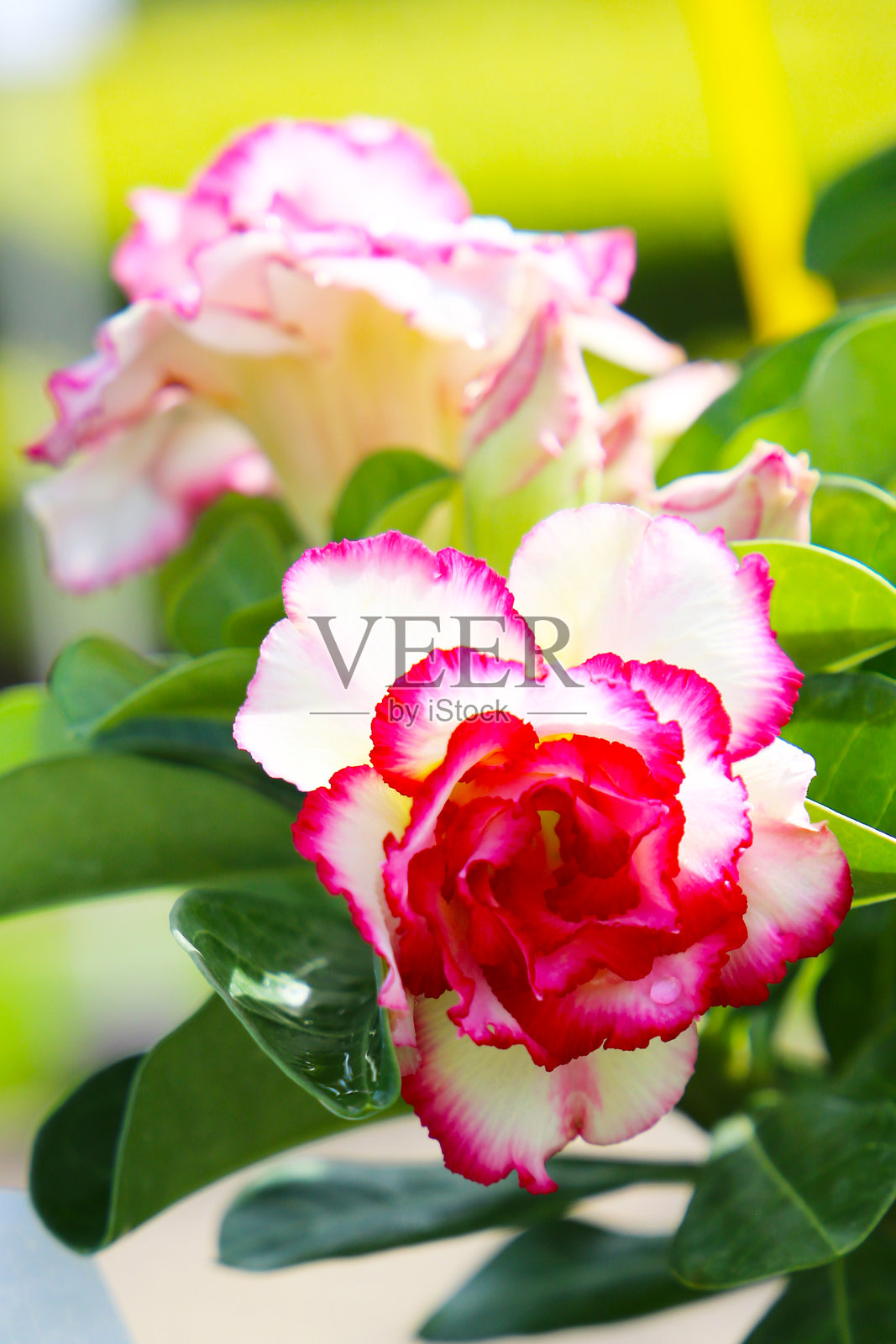 沙漠玫瑰（Adenium obesum）盛开花朵。照片摄影图片