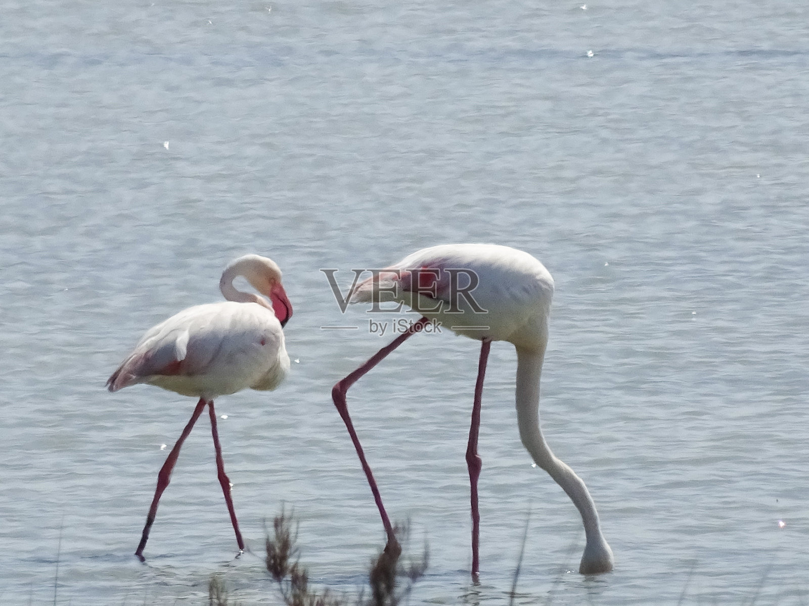 水中的粉色火烈鸟照片摄影图片
