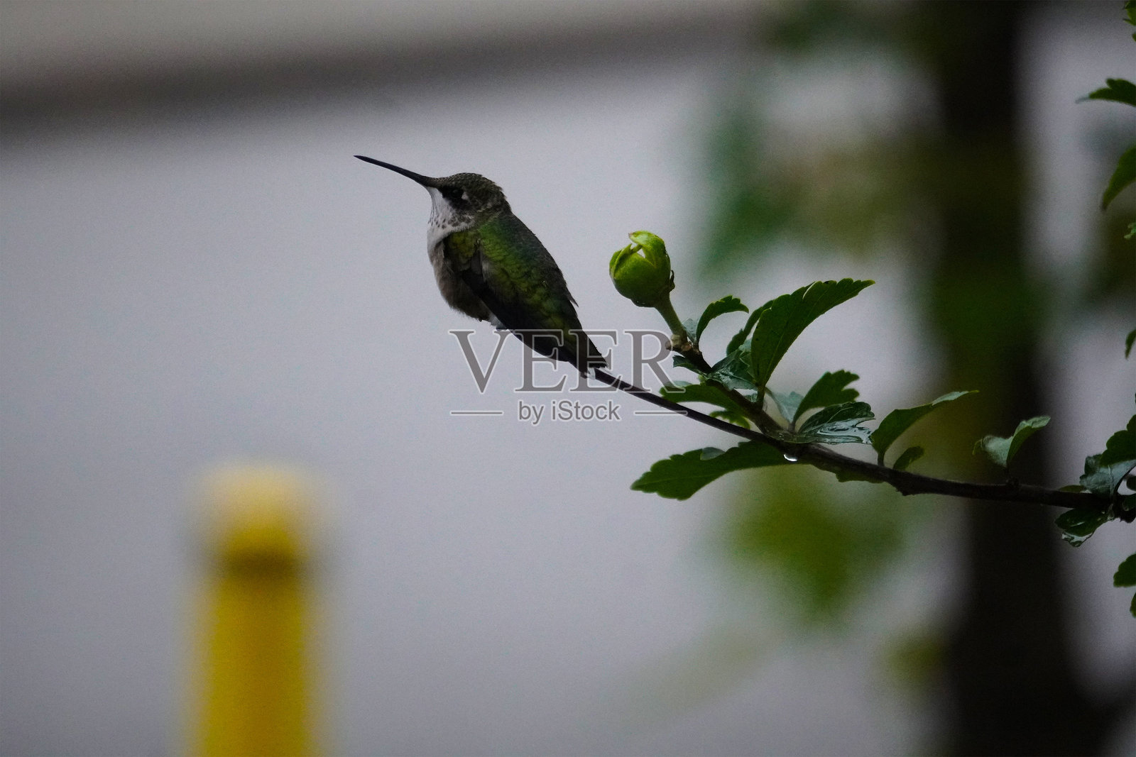 树枝上的蜂鸟照片摄影图片