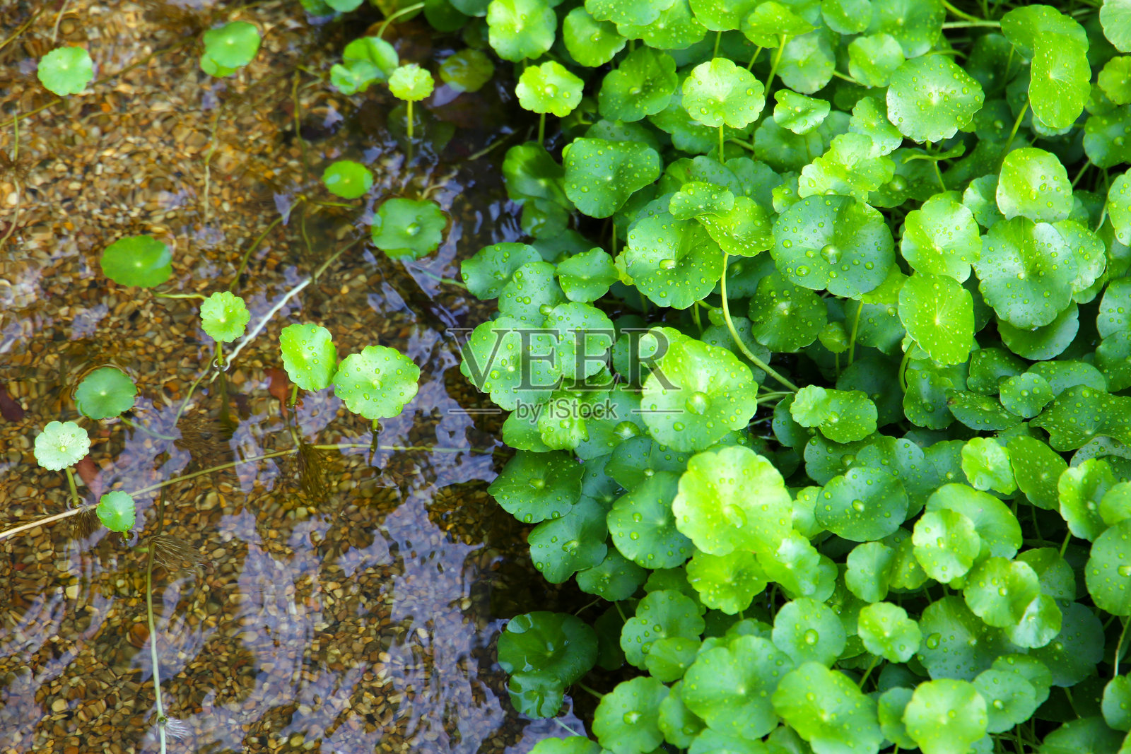 绿亚洲积雪草或积雪草叶子上带有新鲜水滴，生长在清澈的小溪旁，底部有卵石。照片摄影图片