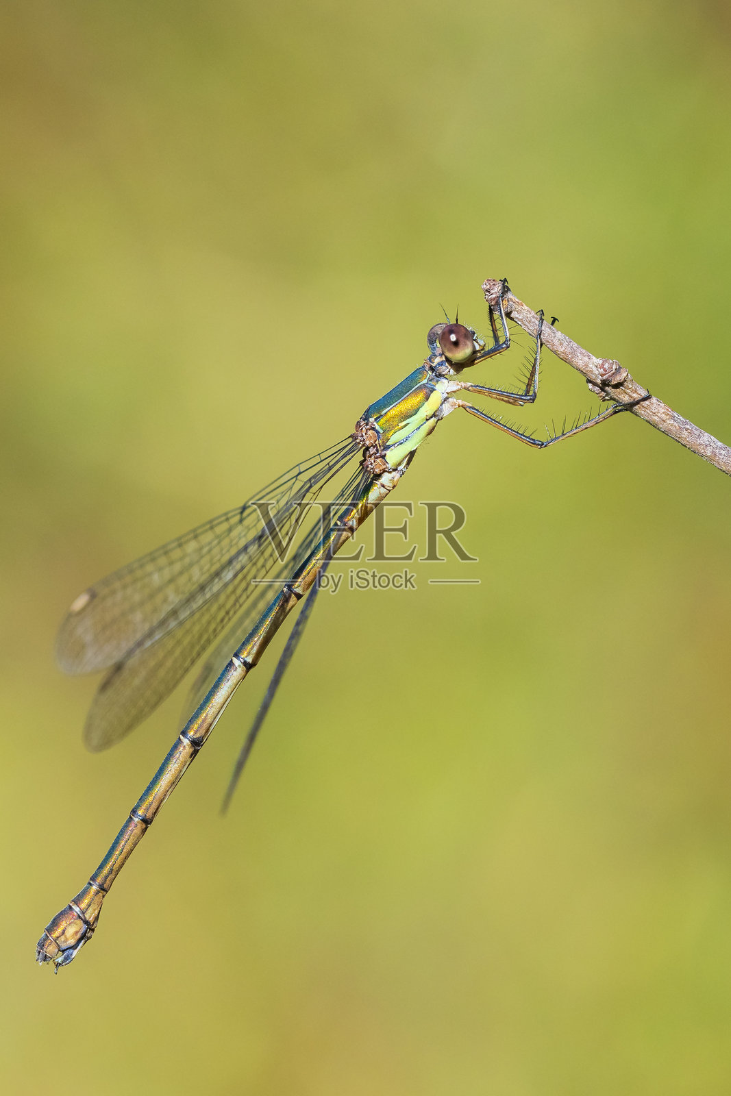 西方柳绿蜻蜓（Chalcolestes viridis）的细节特写照片摄影图片