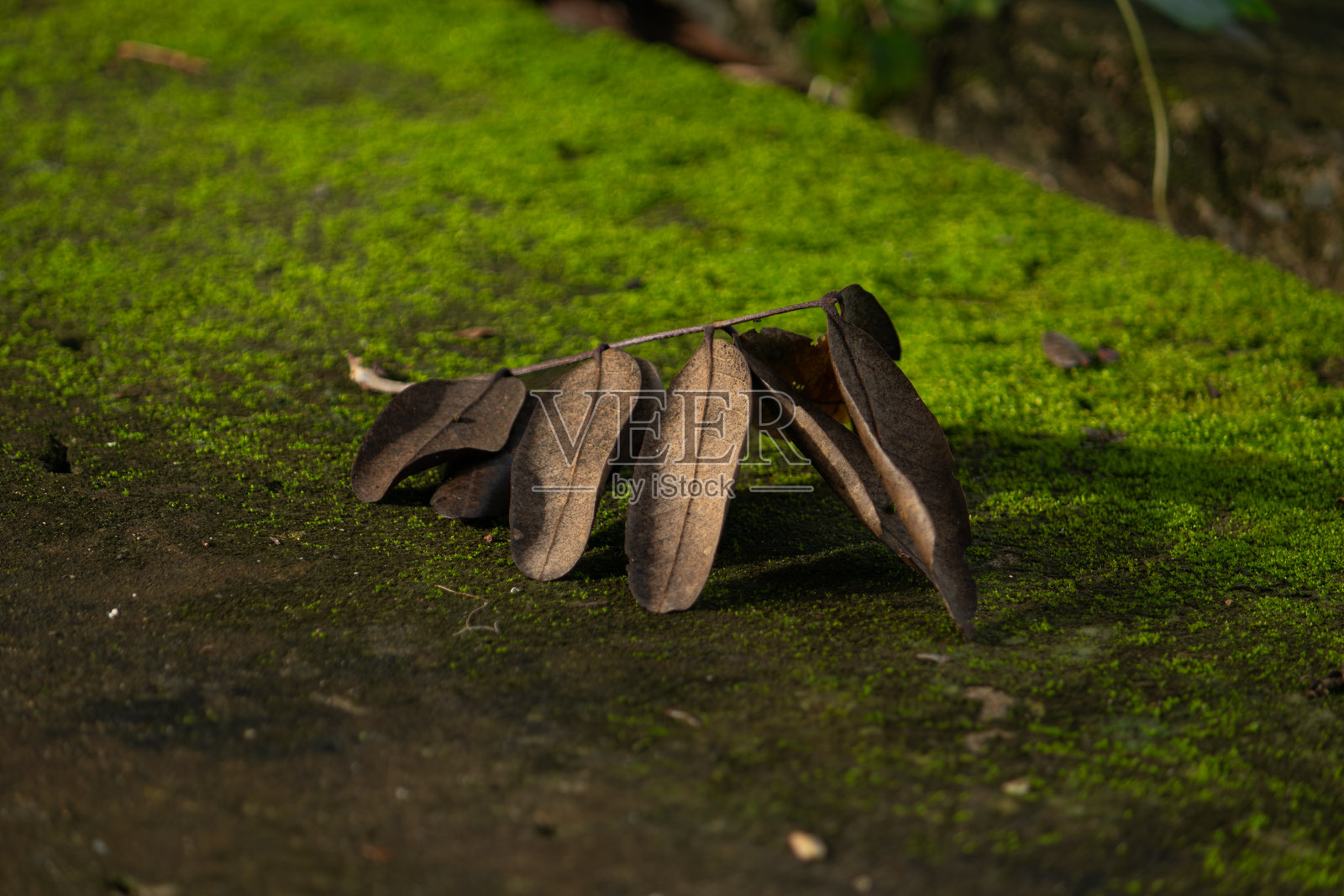 一幅静物画，干枯的棕色秋叶静静地躺在生机勃勃的绿色苔藓上，象征着生命与死亡的循环。照片摄影图片