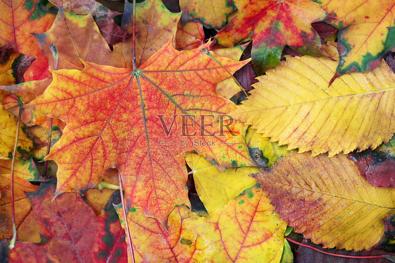 明亮多彩的秋季枫叶纹理背景。俯视图照片摄影图片