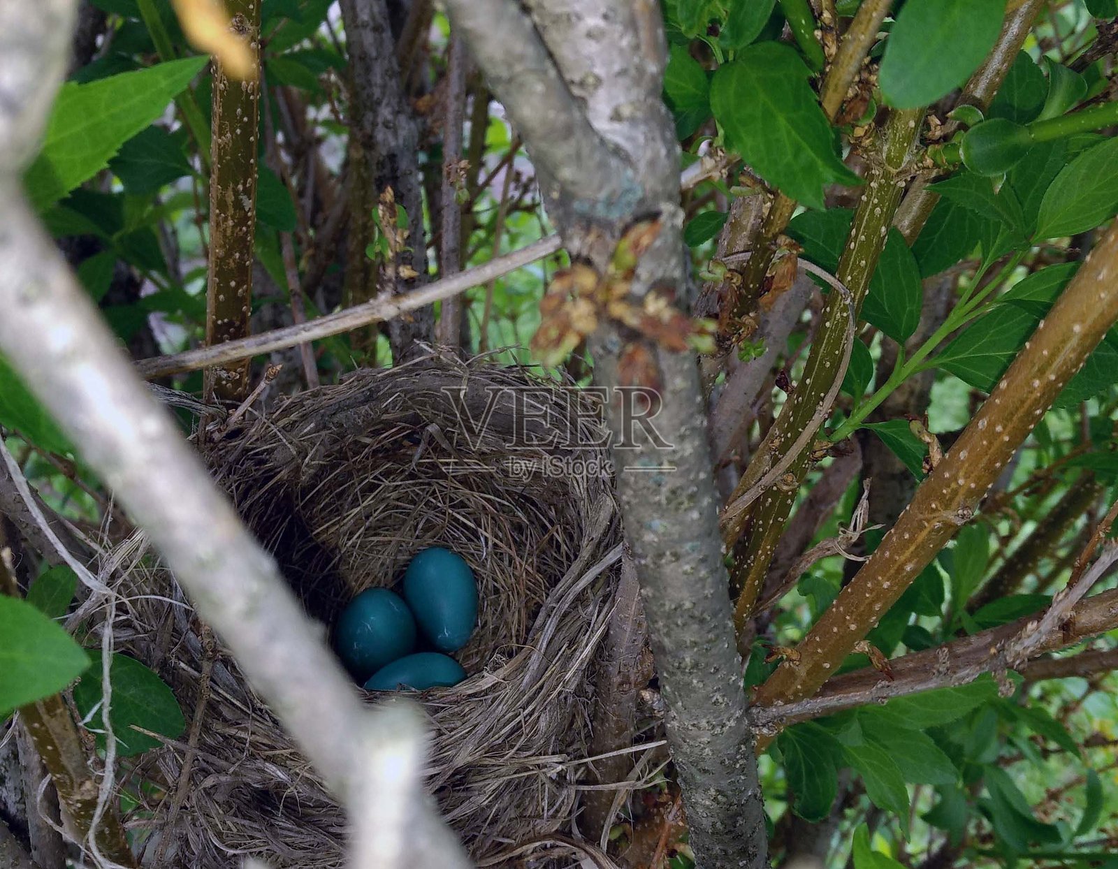 鸟巢里的知更鸟蛋照片摄影图片