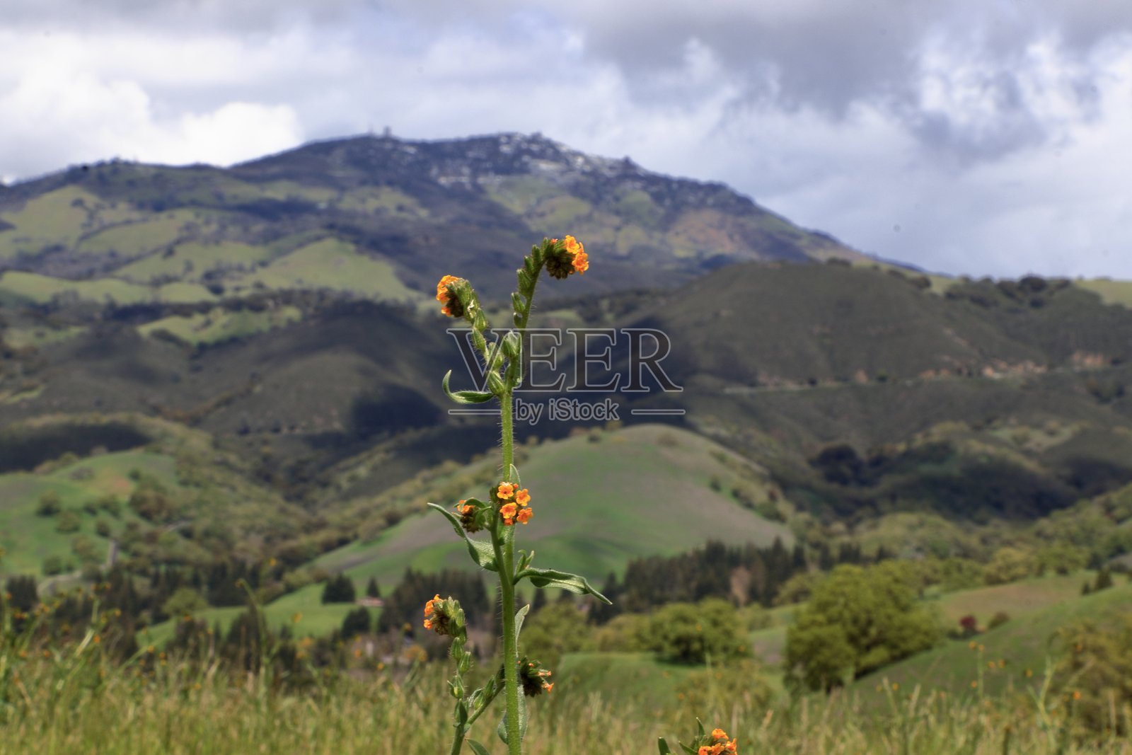 加州迪亚布罗山山脚下的细颈花照片摄影图片