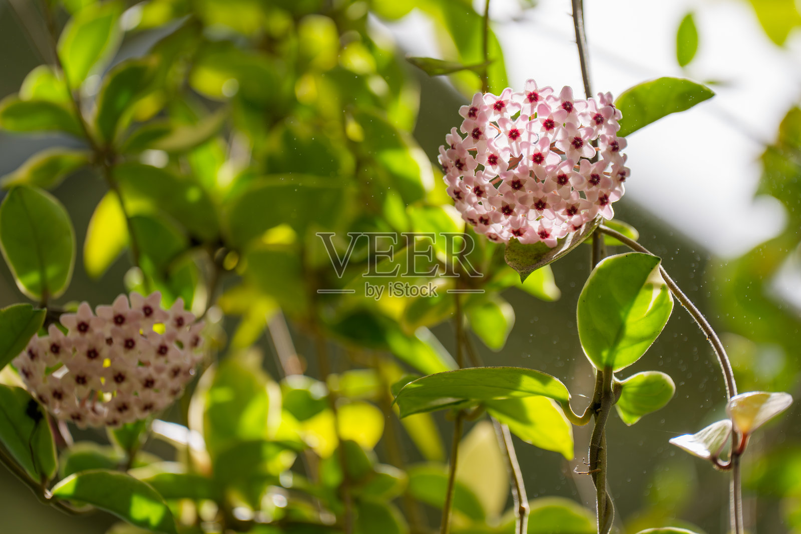 盛开的粉色蜡花（瓷花）特写照片。照片摄影图片
