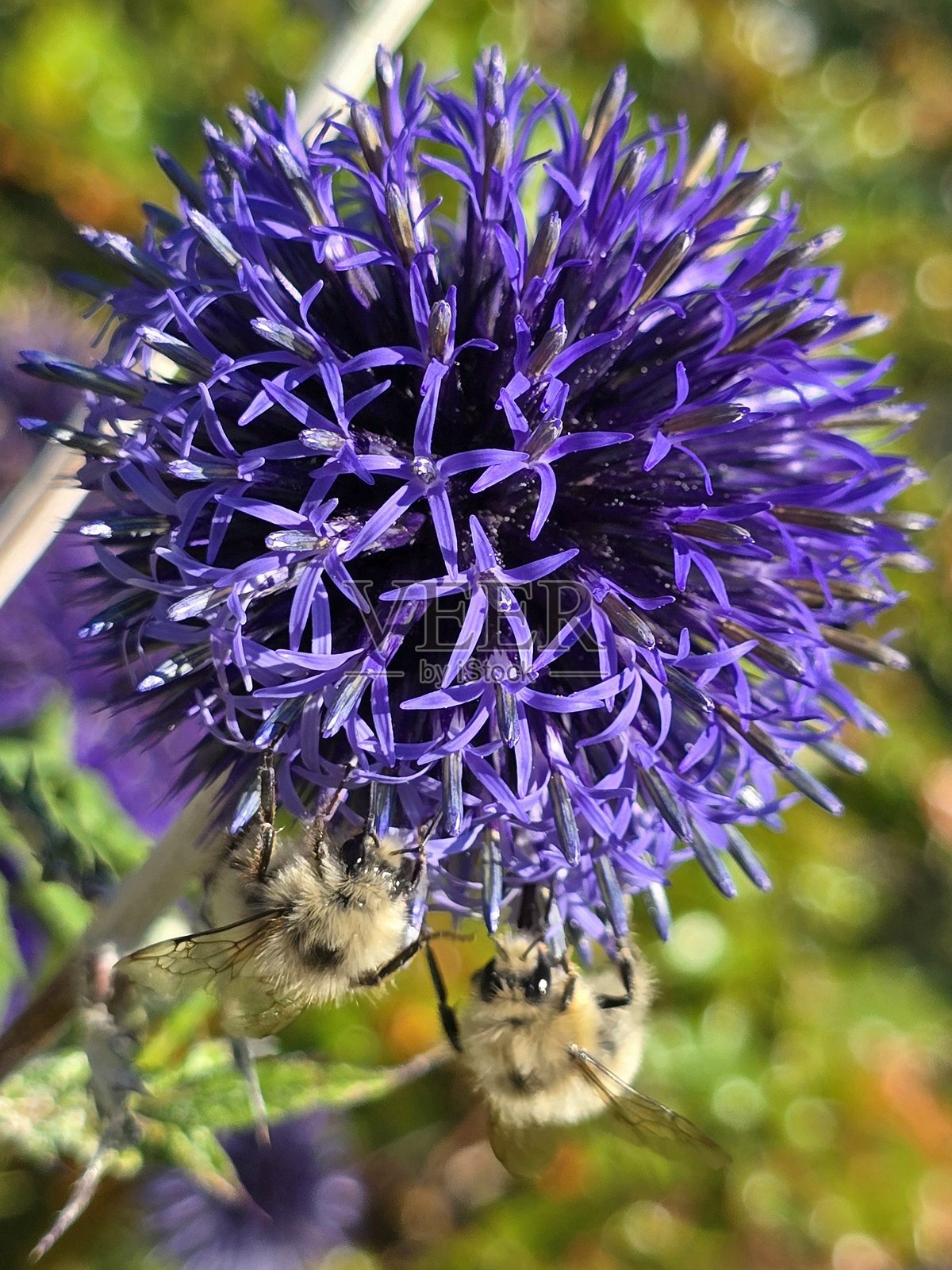 2025年7月22日，温哥华海堤步道上，林木拱门与德沃尼亚港公园之间的植物和绿意。照片摄影图片