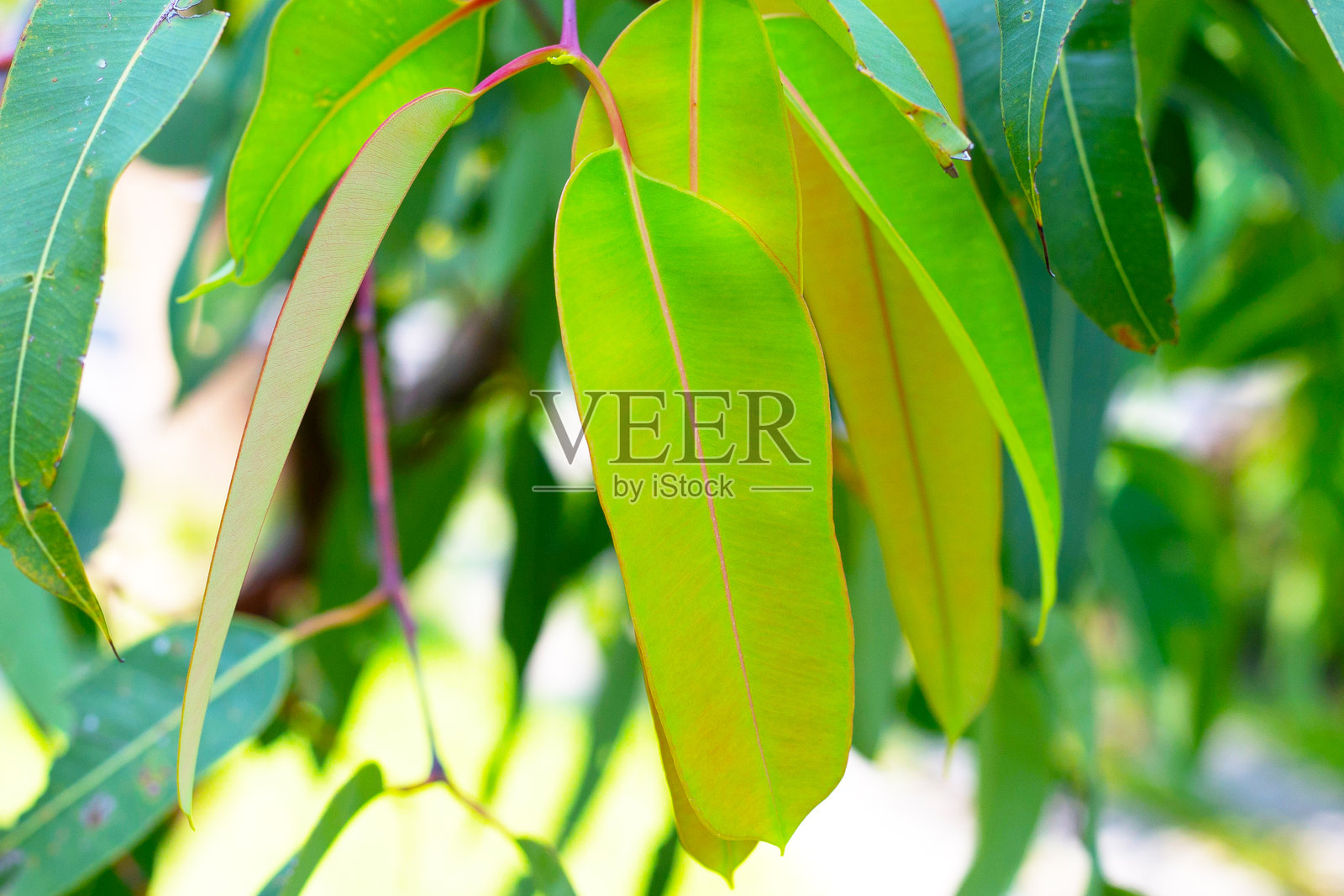 公园里的桉树照片摄影图片